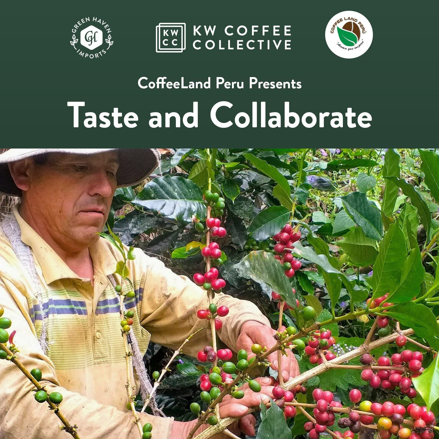 🌱☕ Exciting News! Dive into the world of Peruvian Coffee with us! ☕

We&rsquo;re ecstatic to unveil our collaboration with coffee producers from the captivating land of Peru, brought to you by Green Haven Imports and Coffeeland Peru, with KW Collect