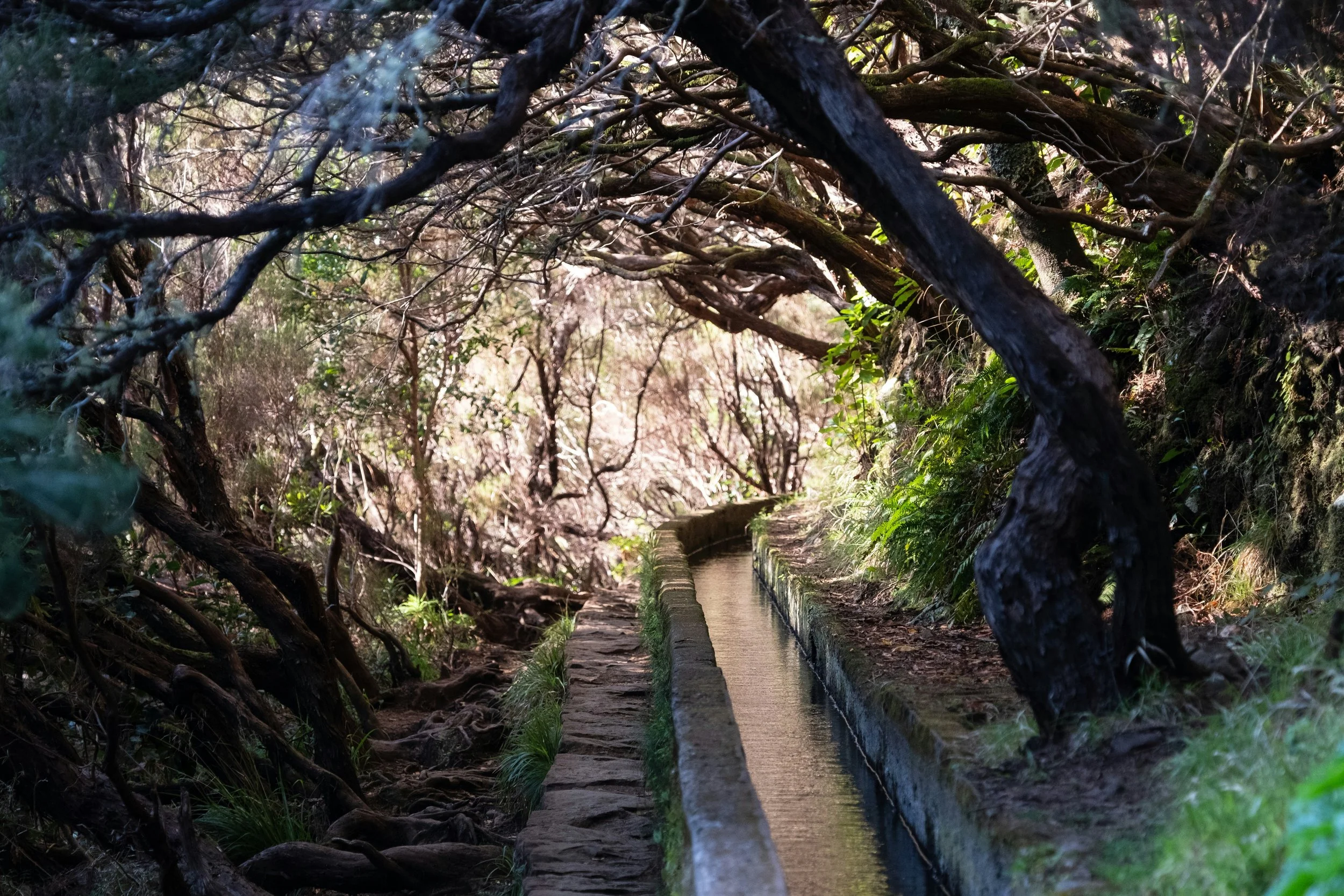 Ein schmaler Weg, auf der einen Seite von Steinen gesäumt und auf der anderen von einem kleinen Wasserlauf, umgeben von dichtem Wald, über dem sich knorrige Äste wölben.
