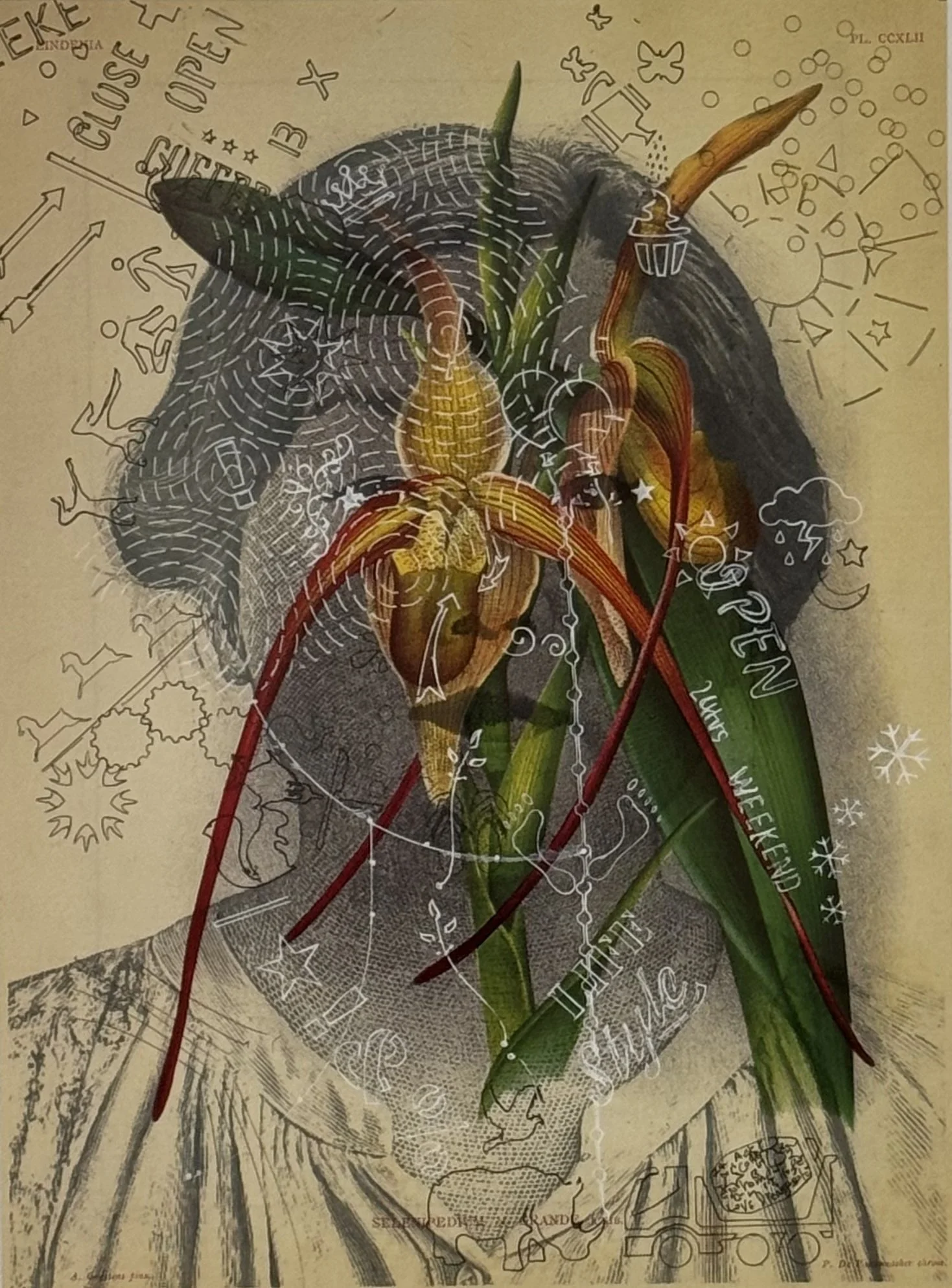Elly/Coelogyne, 2026, Inkjet print and pen on printed paper from a 1992 botanical publication. 13 x 8.25 in.