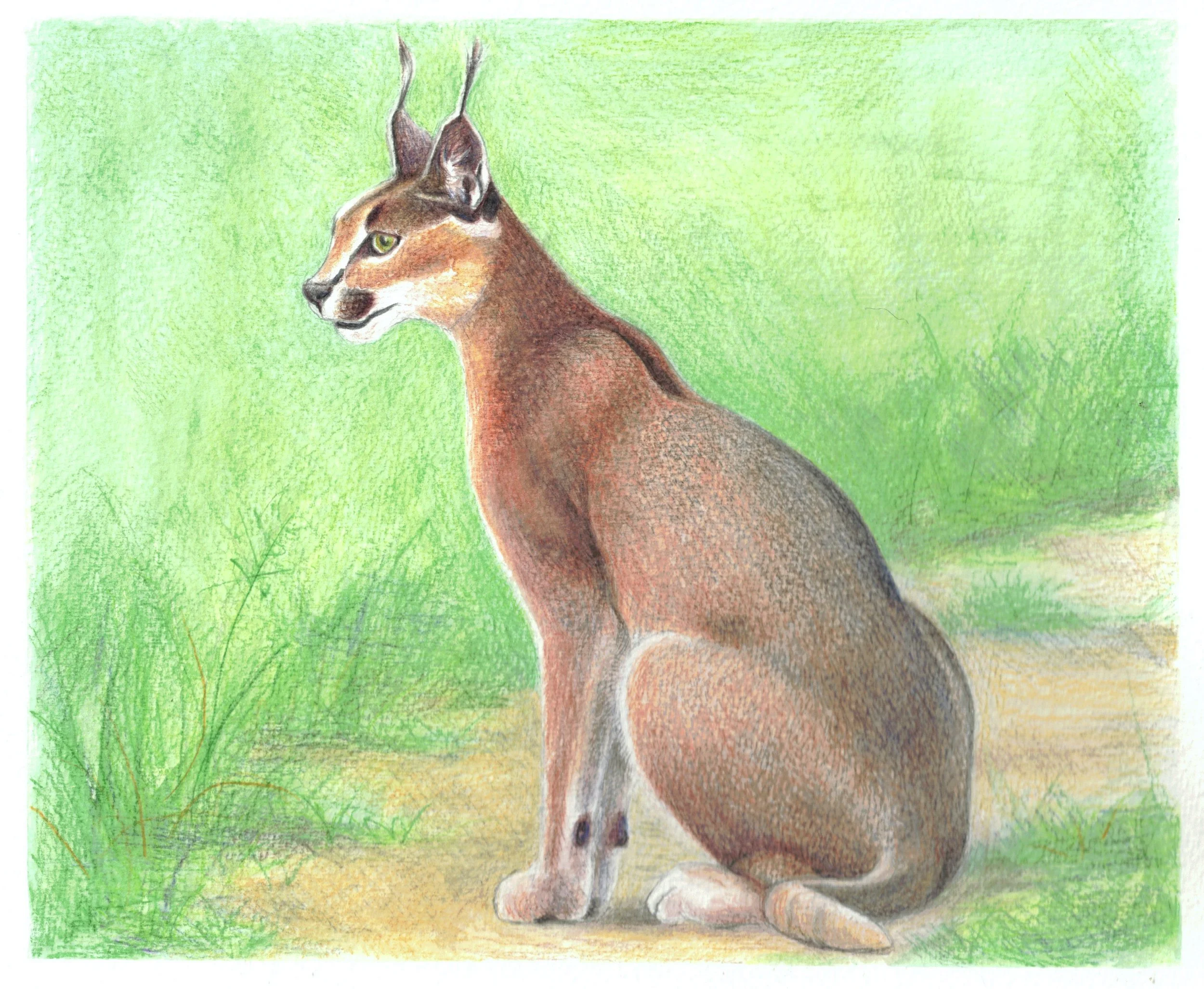 HW 4_caracal_MEP copy.jpg