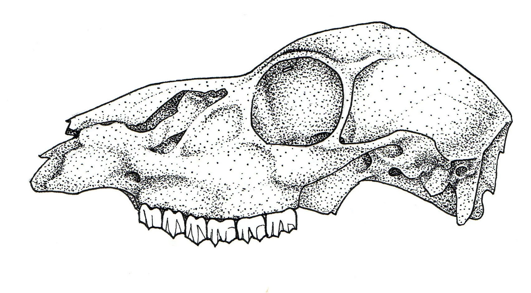 deer skull copy.jpg
