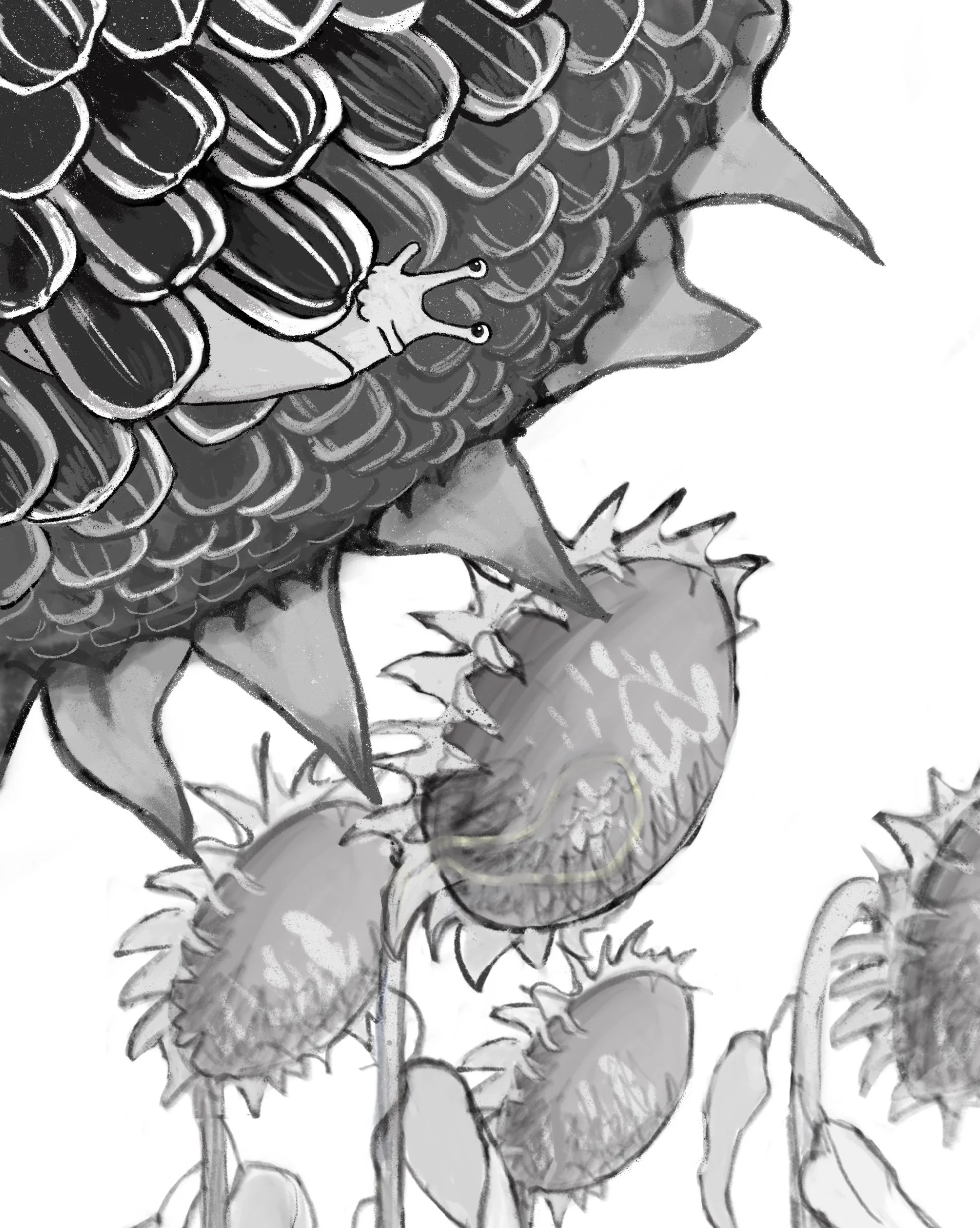 sunflower copy.jpg