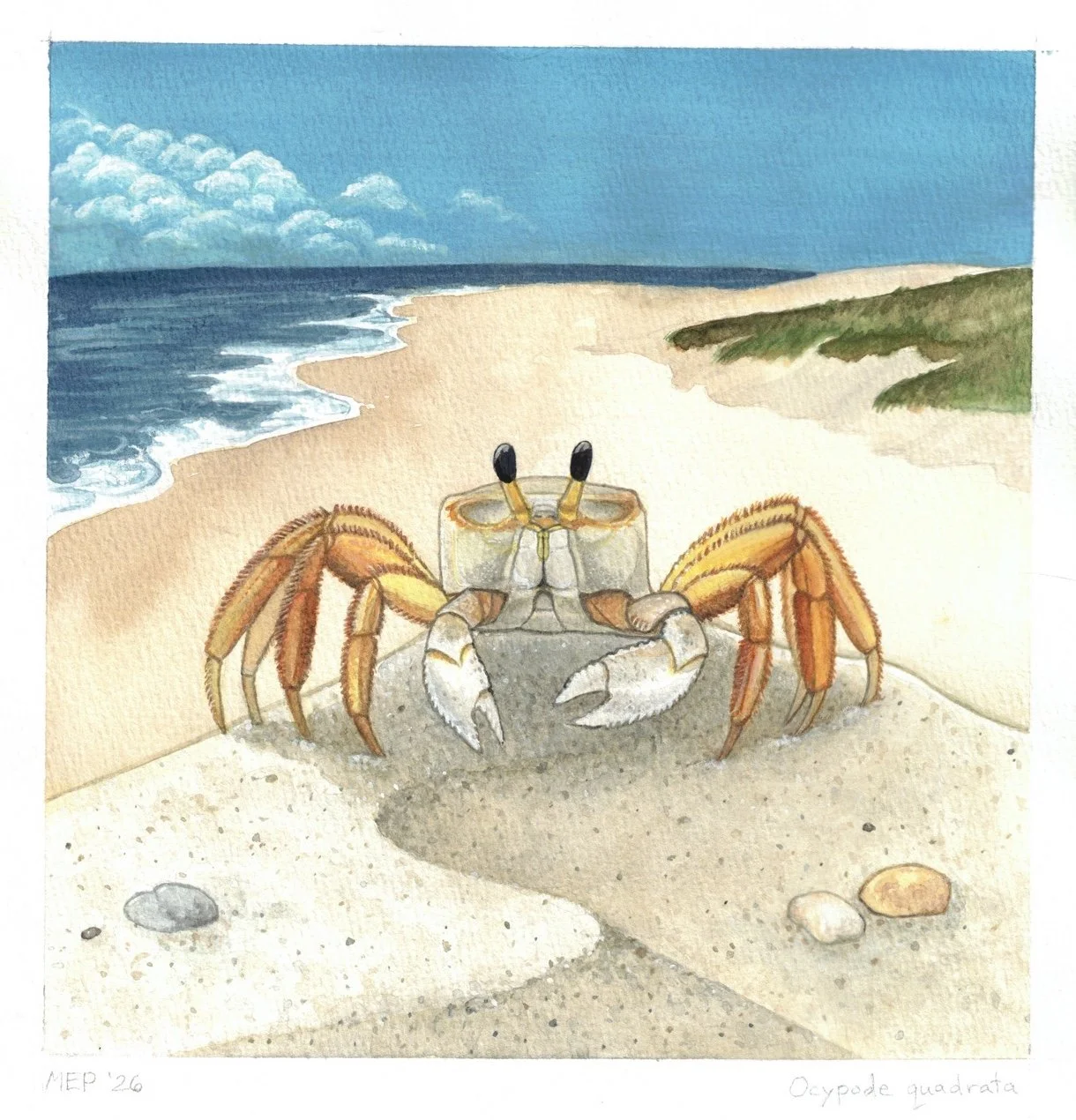 unique-shapes-sizes-and-colors-ghost-crab-megan-paustian.jpg