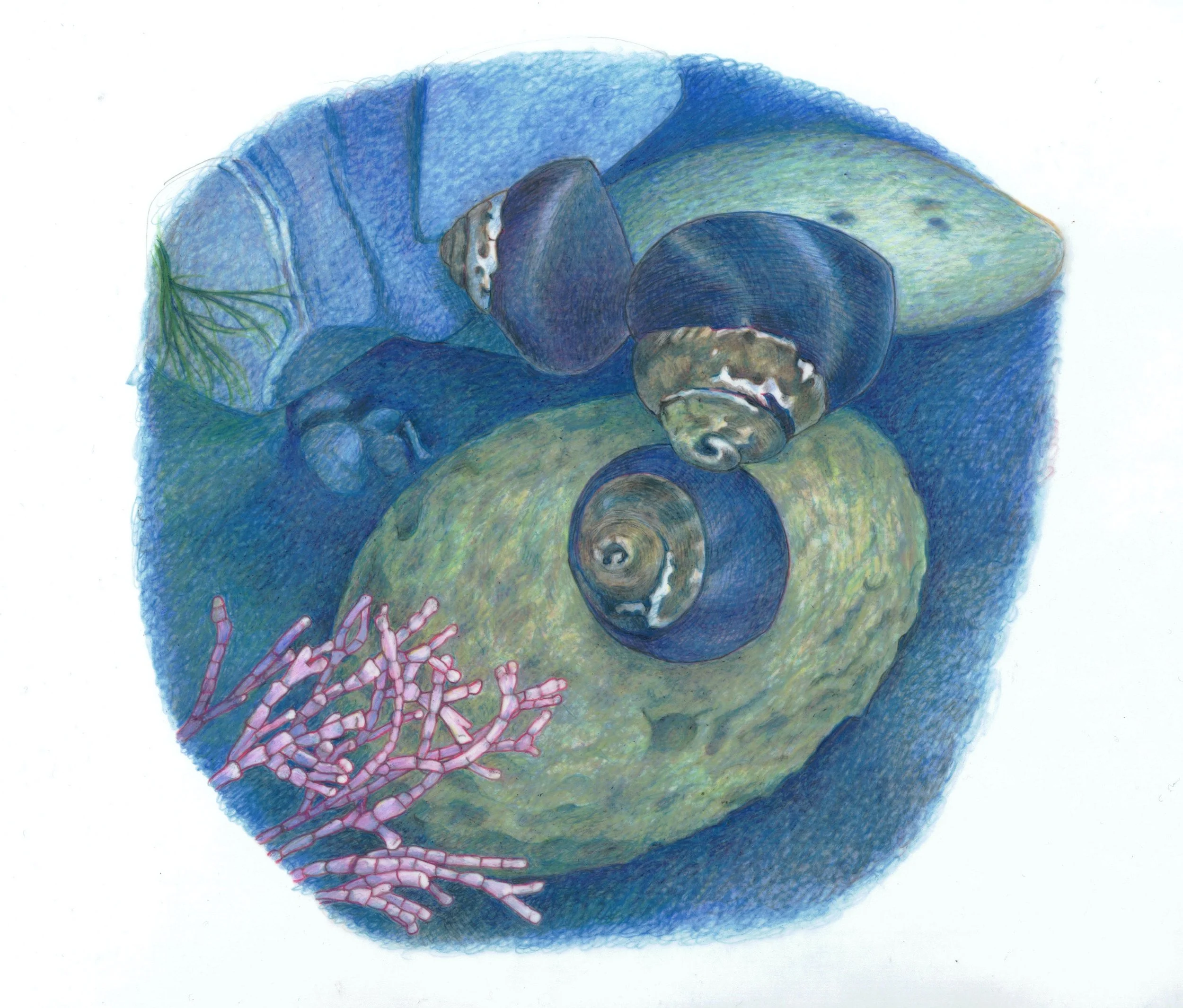 tidepool_HW1_1.19.26 copy.jpg