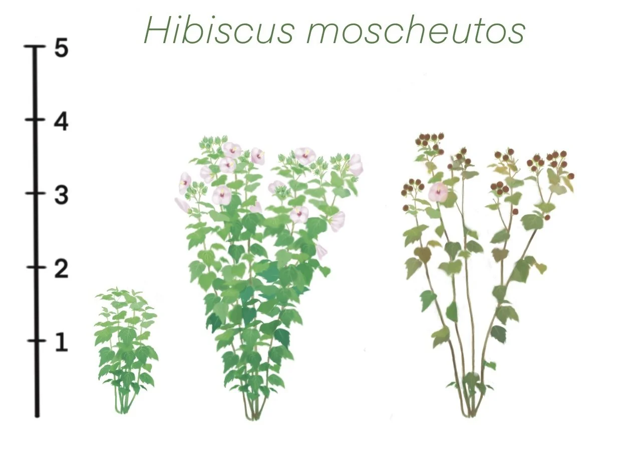 Hibiscus moscheutos.jpg