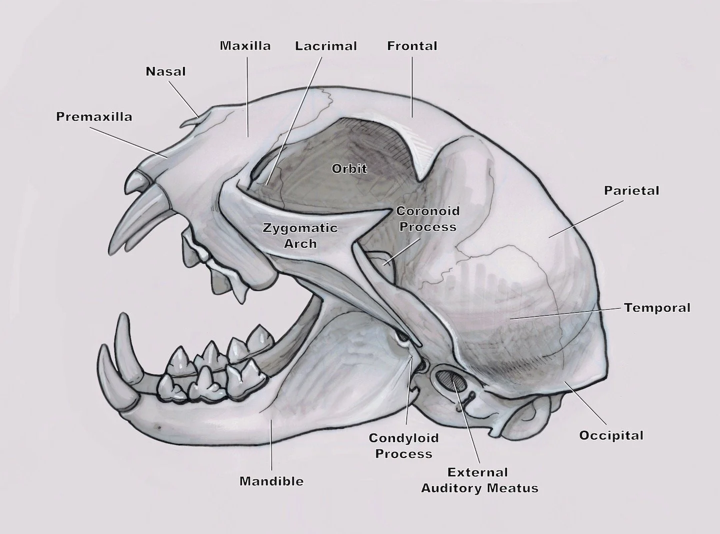 bobcat skull1_11.10.25 copy.jpg