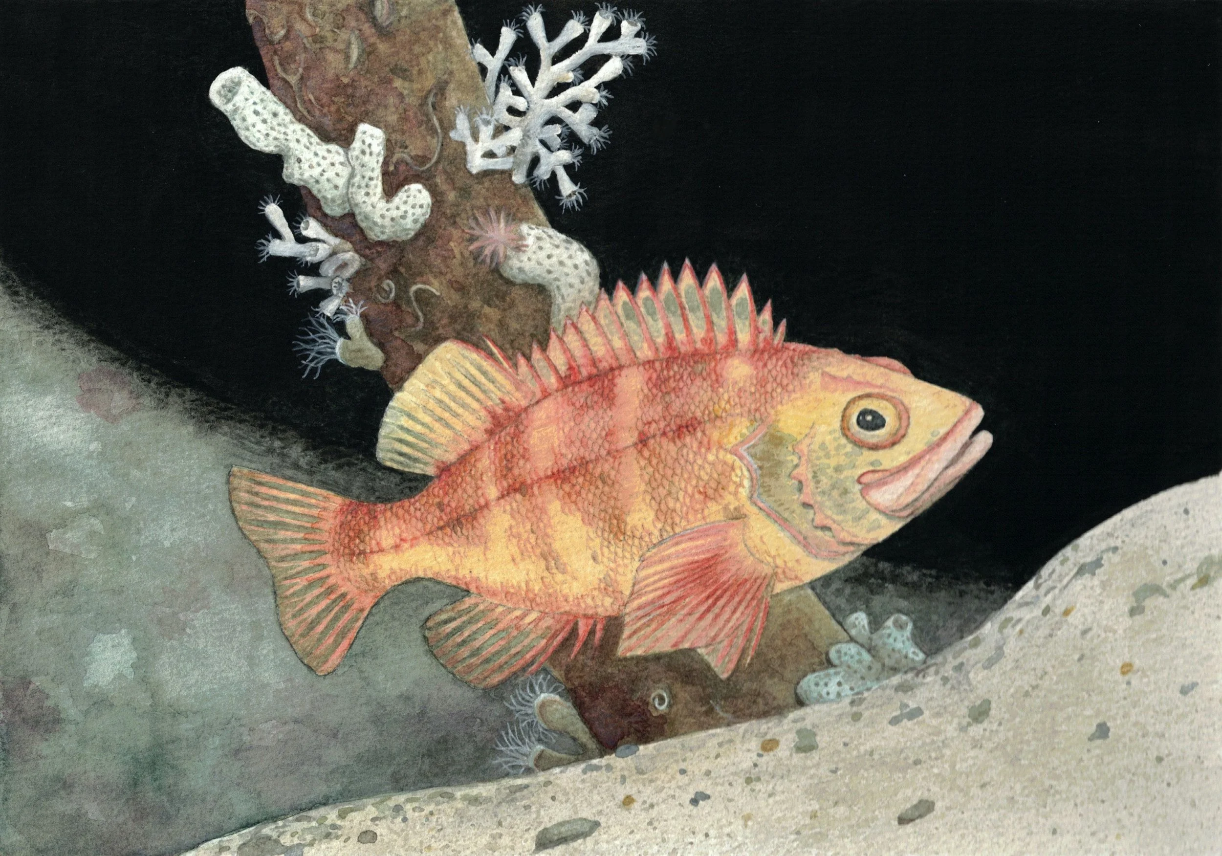 Norway redfish_MEP_2.2.26 copy.jpg