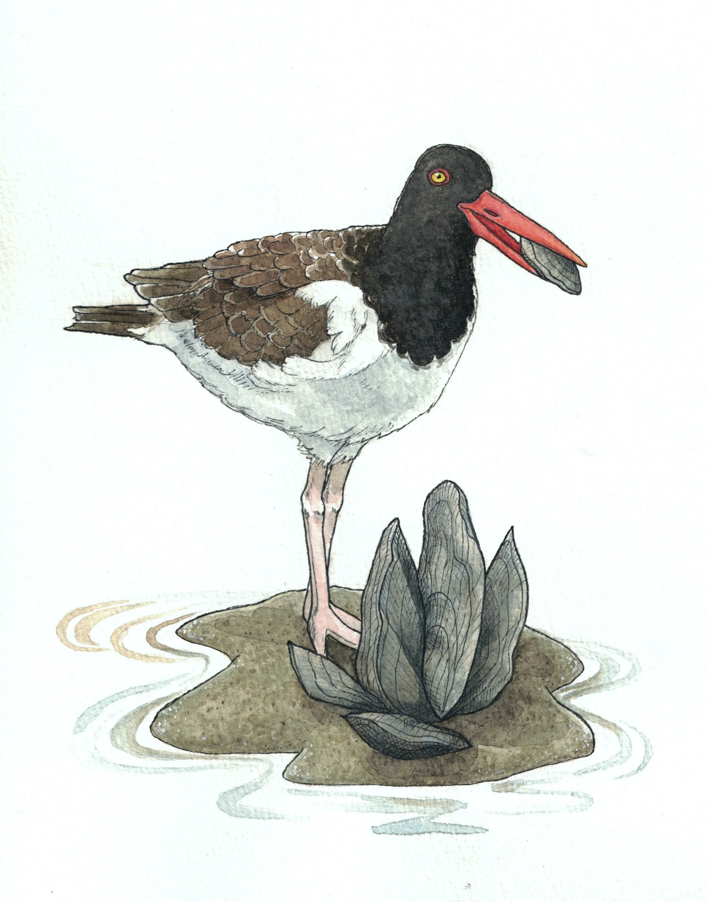 HW 5_American oystercatcher copy.jpg