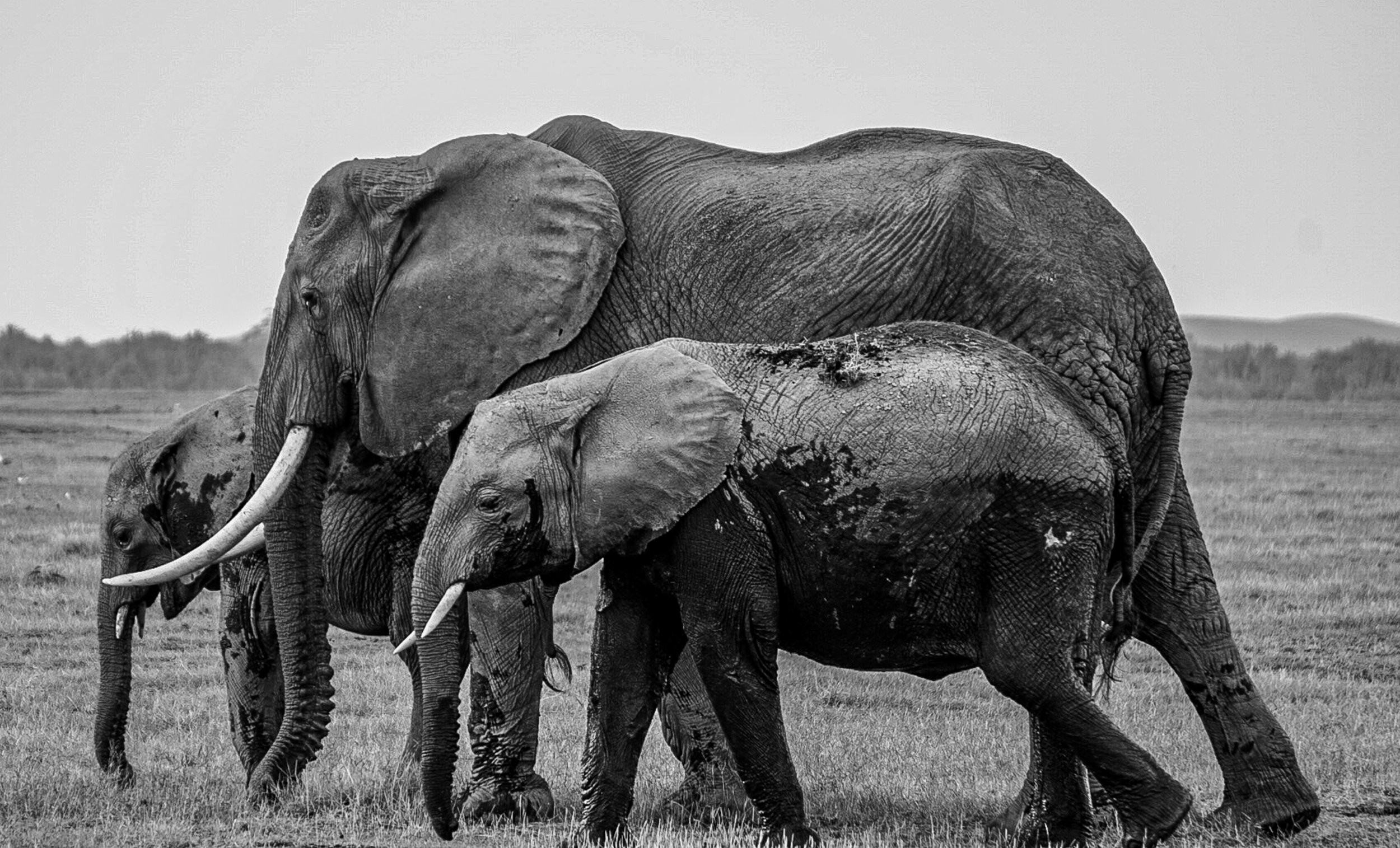 Amboseli National Park - Kenya