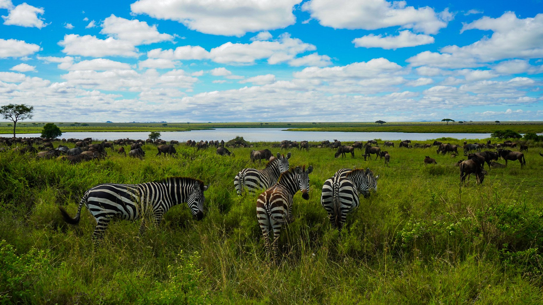 Serengeti National Park - Tanzania
