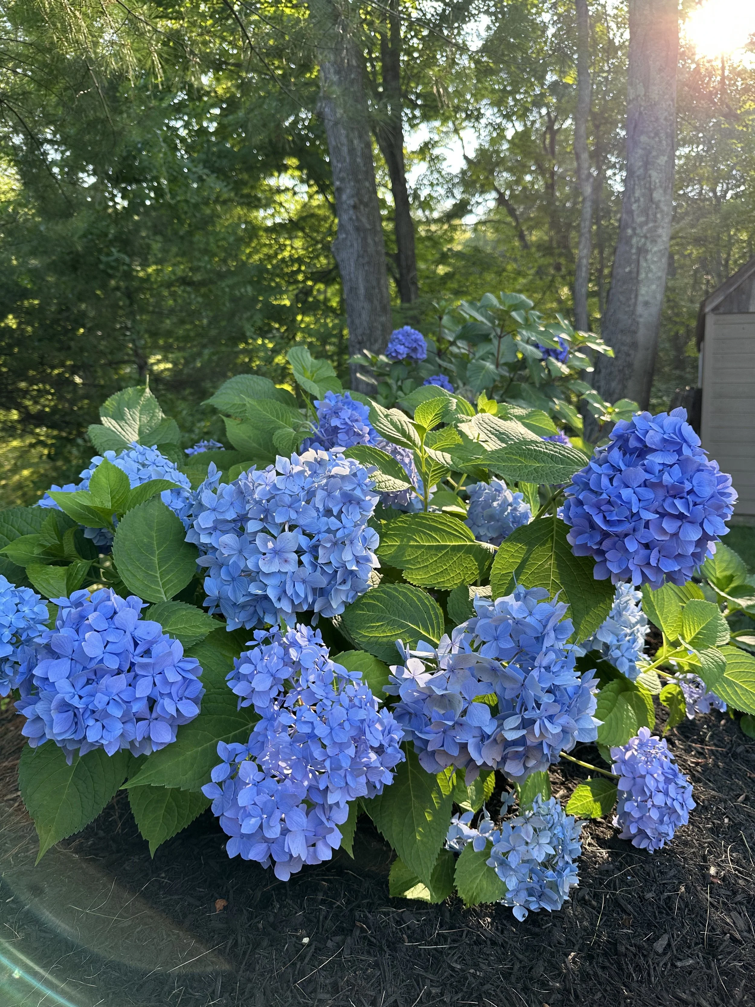 Landscape design in Newtown, CT by Jenny Pavel Homes