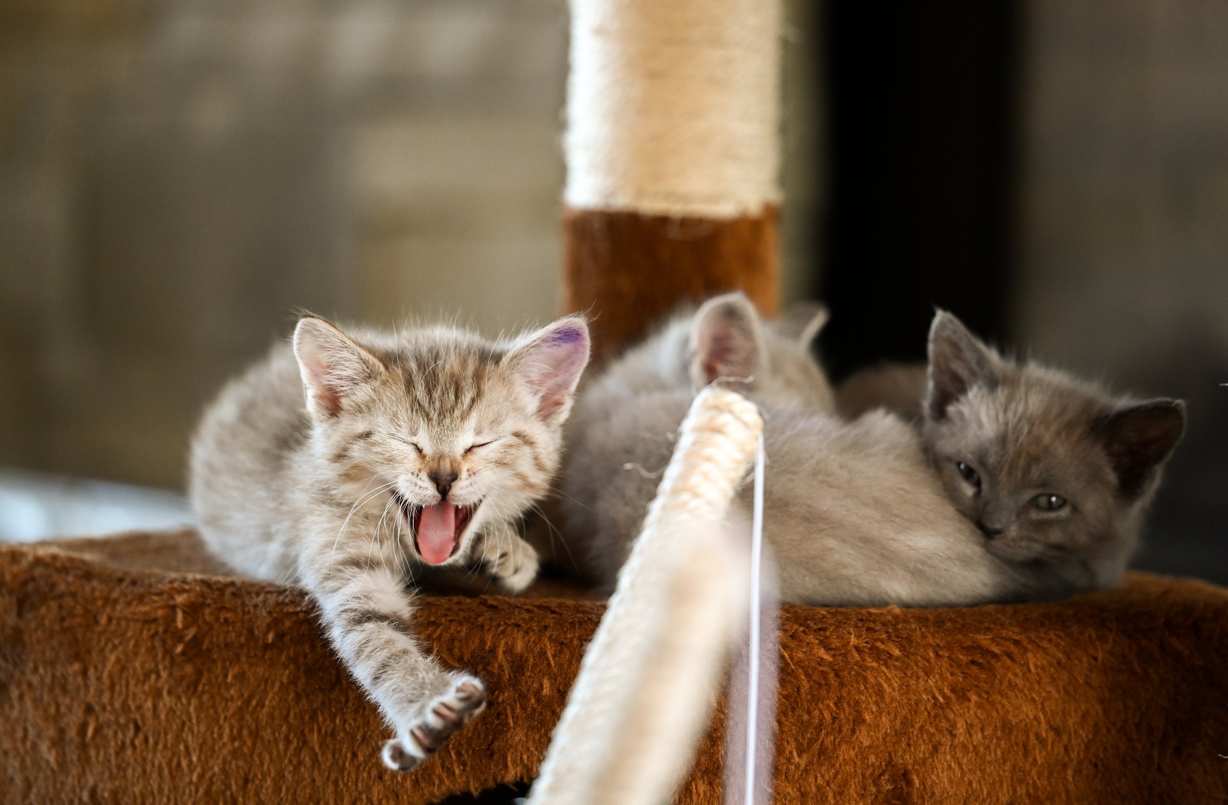 Cats.jpeg