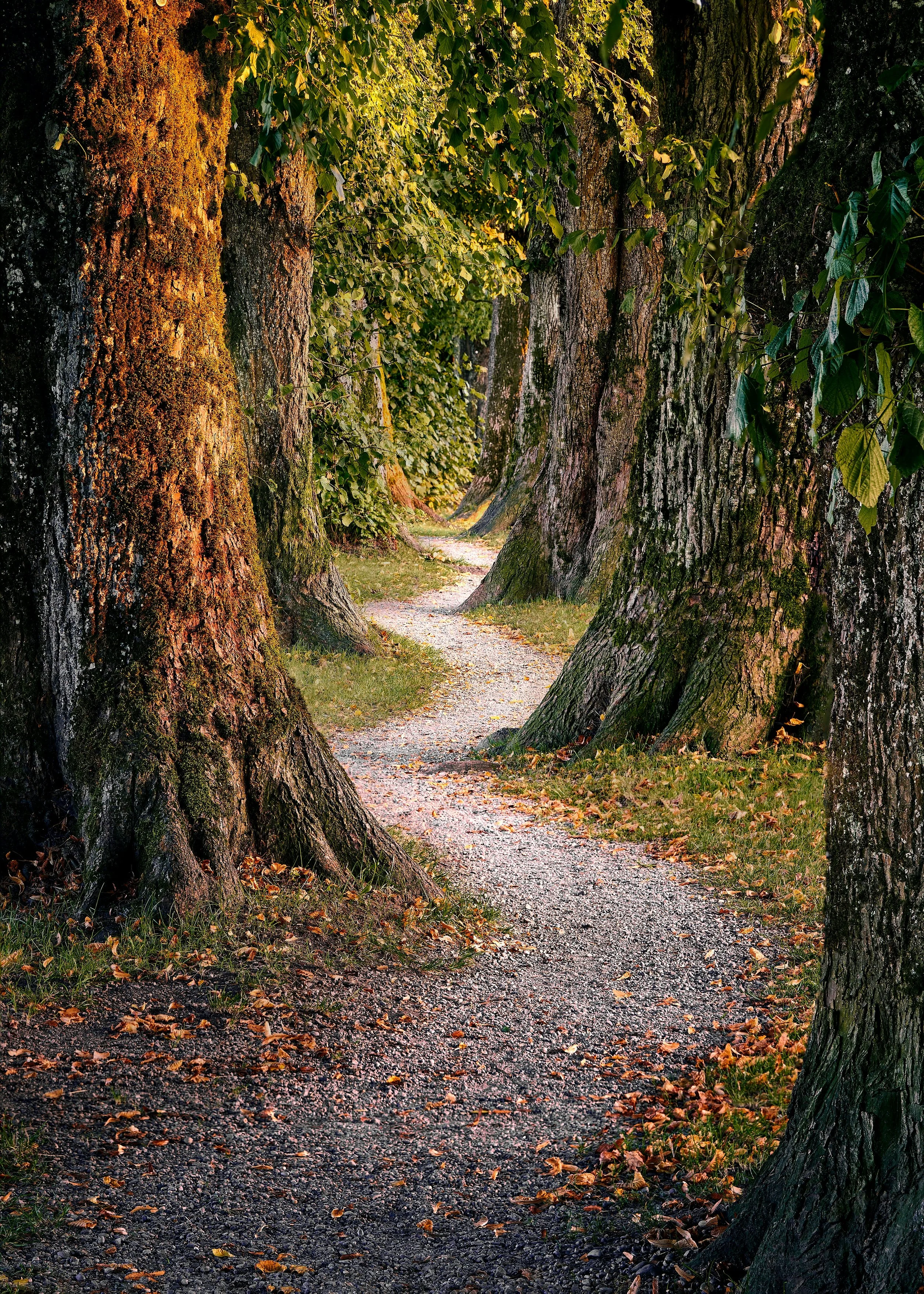 A winding hiking trail through the trees.