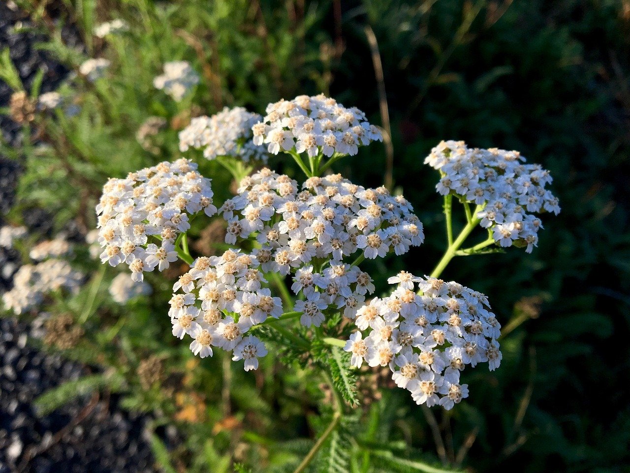 Yarrow