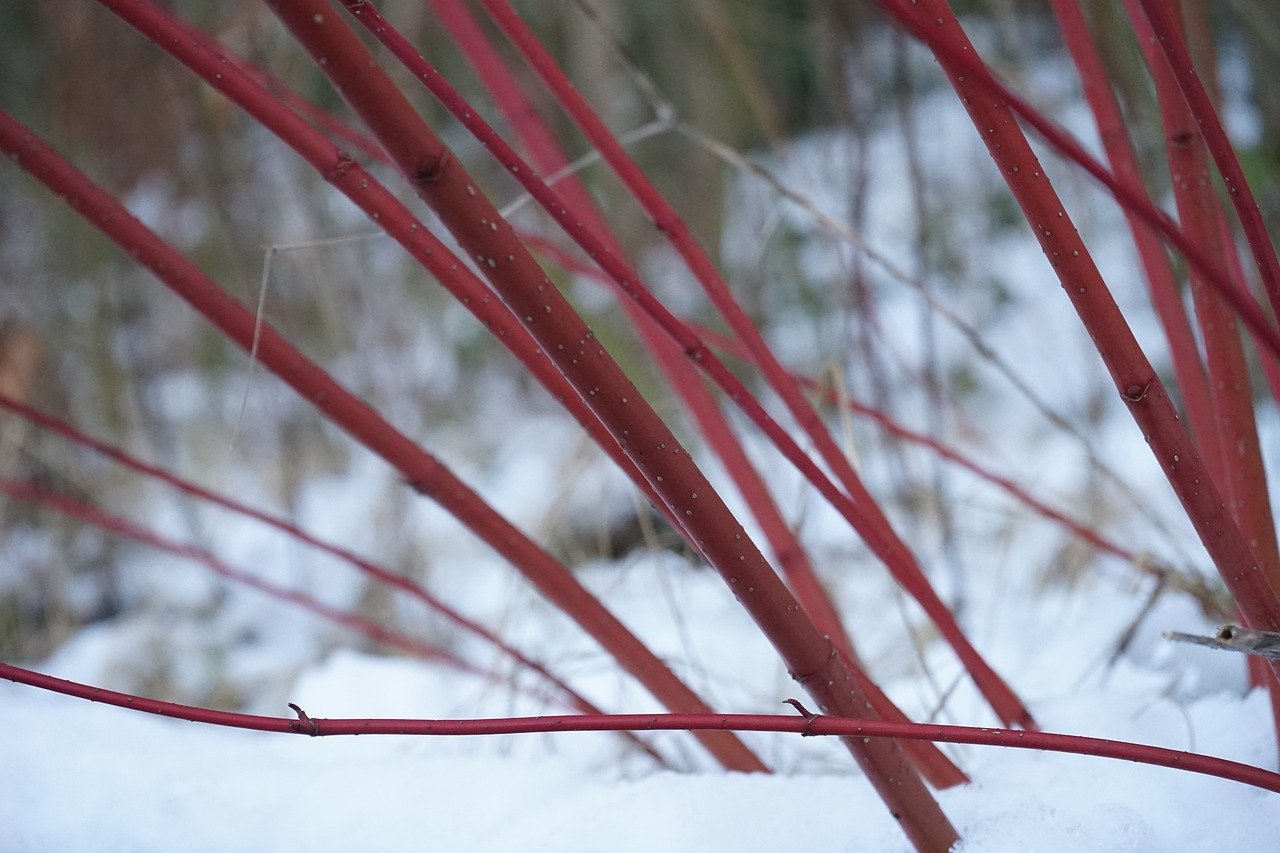 Red Twig Dogwood