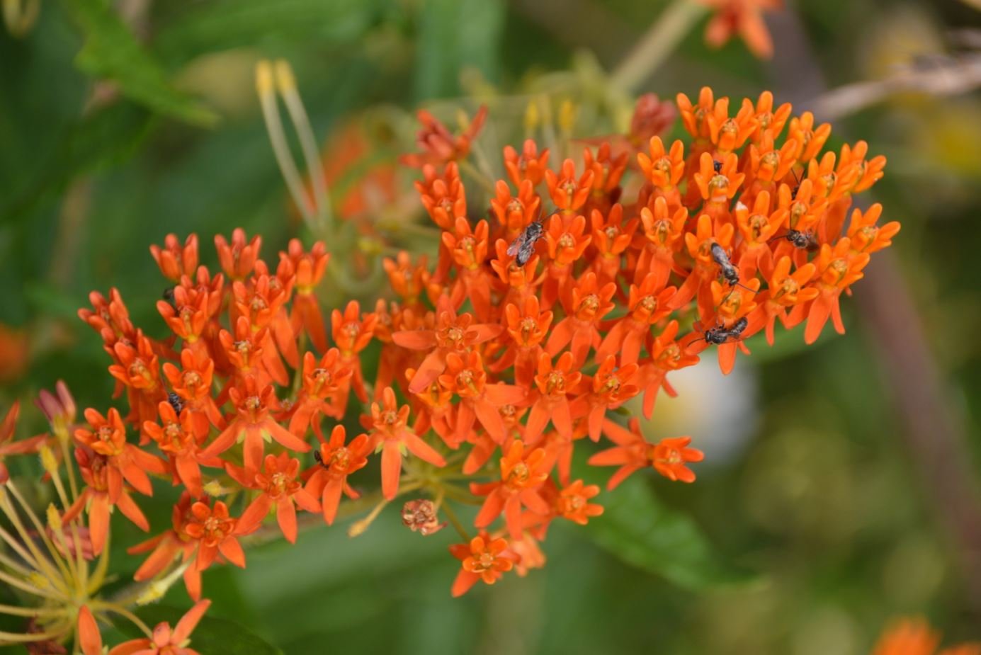 Butterfly Weed