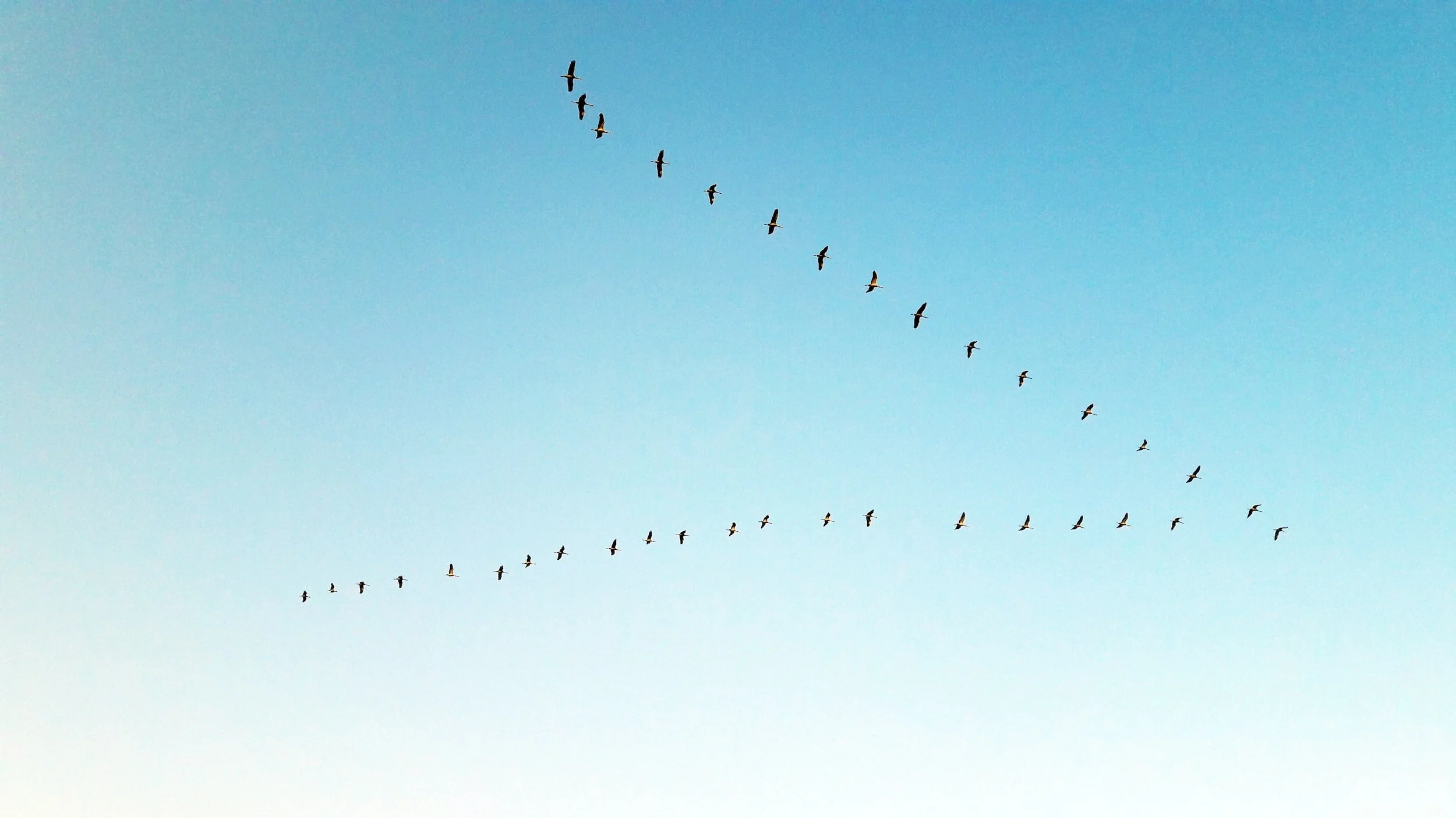 A flock of birds flying in a V formation across a clear blue sky.