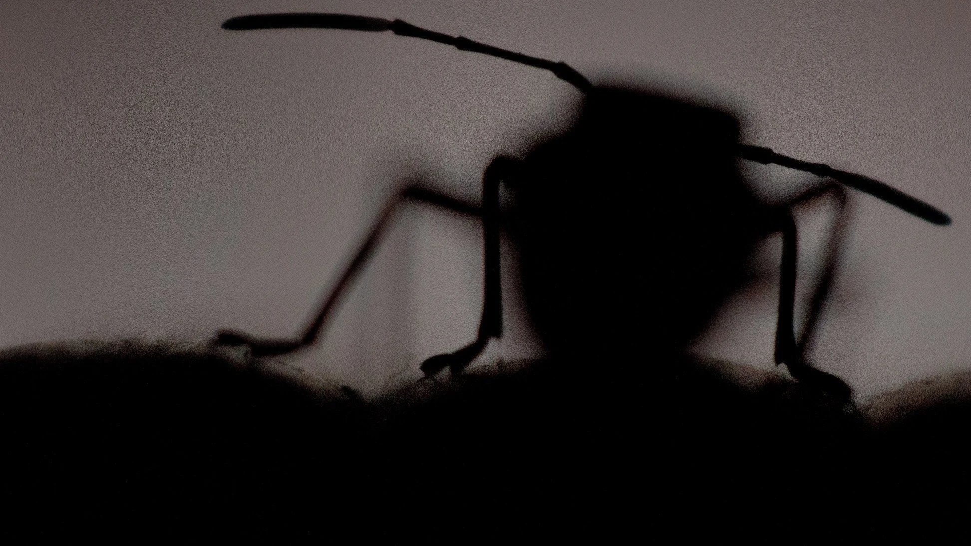 insect.jpg