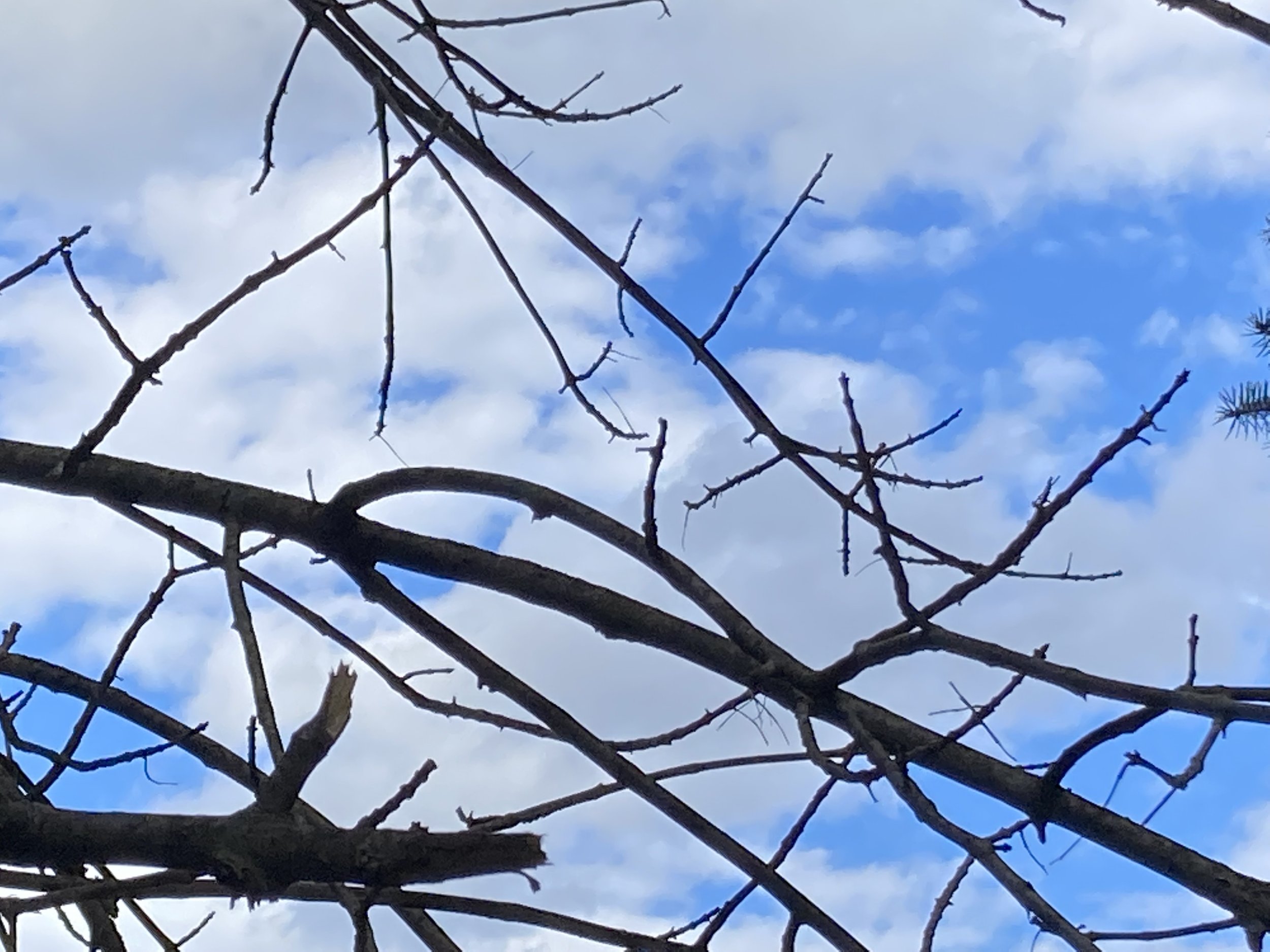 IMG_6153.jpeg