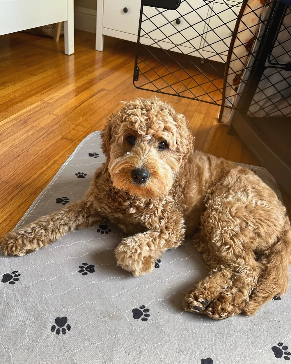 Wine Country Goldendoodles