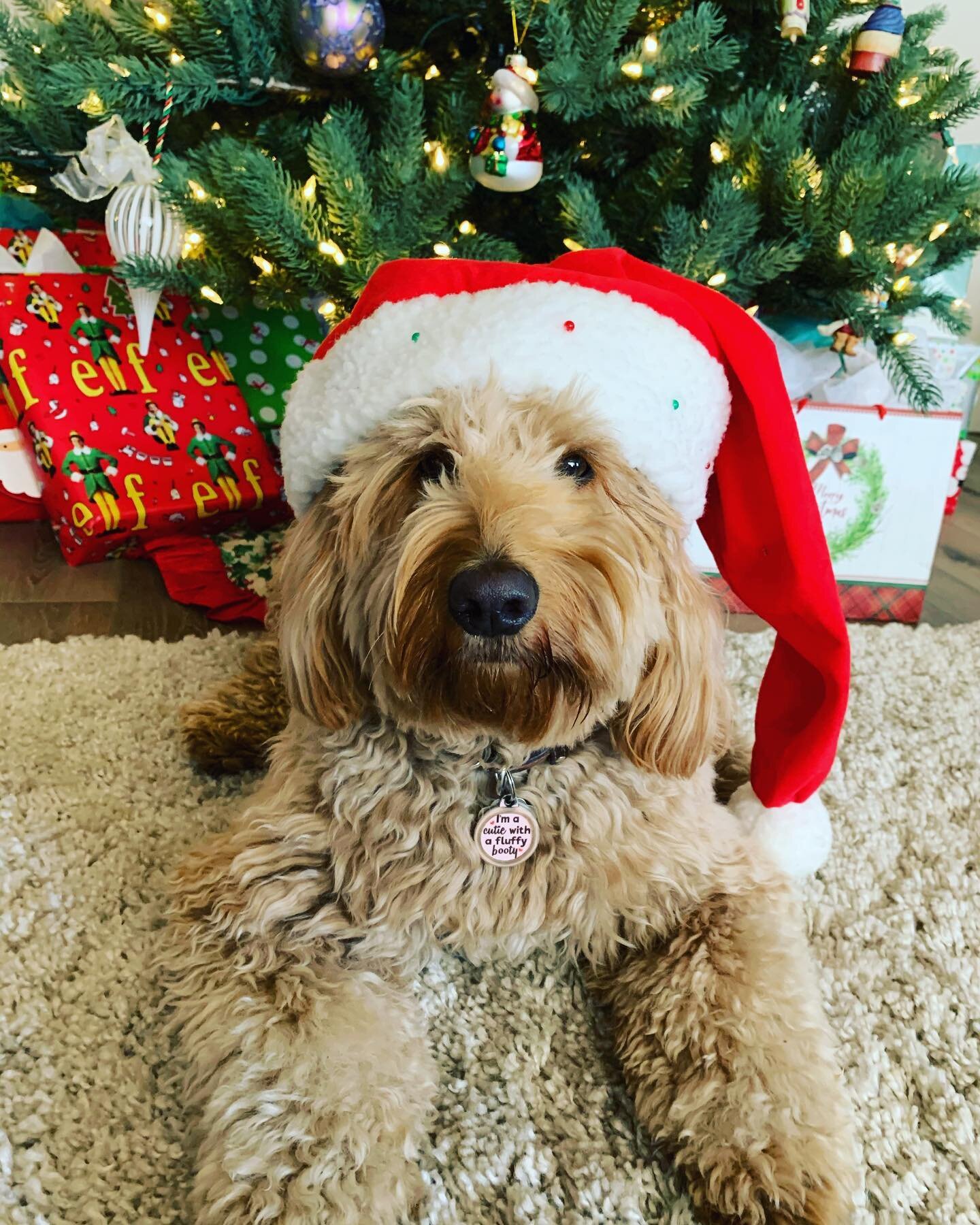 It&rsquo;s an exciting time at Wine Country Golden Doodles! 🍇🐾 We are having a holiday puppy boom🎄 with some of our mamas having large litters coming in the next few months . If you have been considering a Wine Country Golden Doodle but haven&rsqu