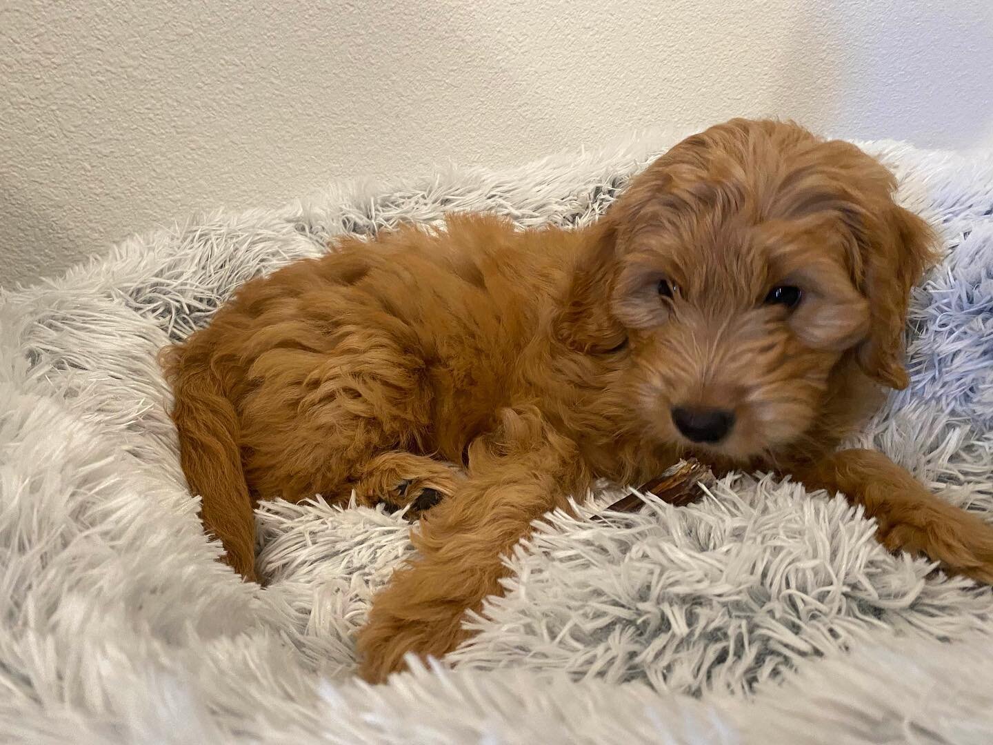 they grow up so fast 🥲 #winecountrygoldendoodles #wcgd