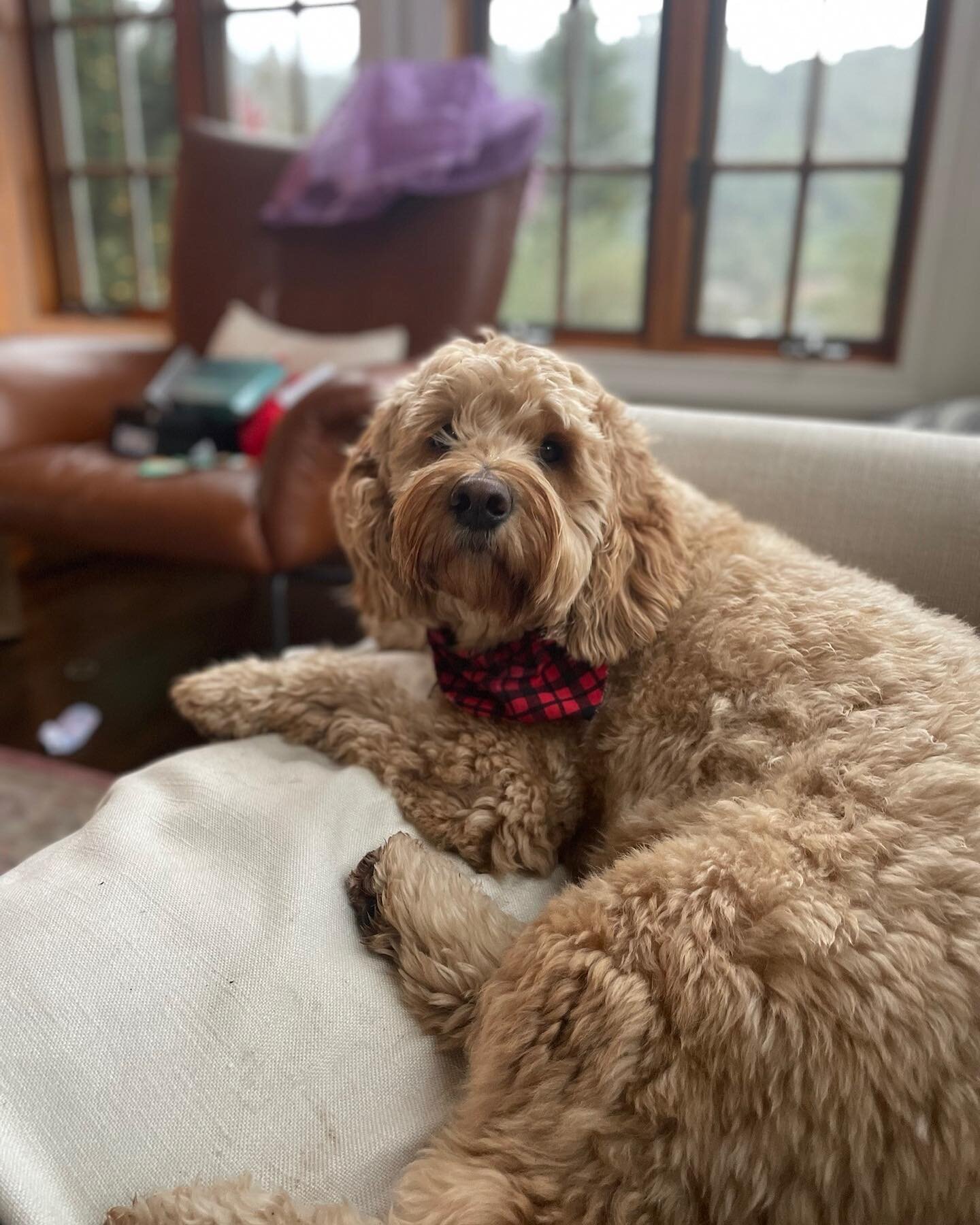 2022 is off to a cozy start✨ #winecountrygoldendoodles #wcgd