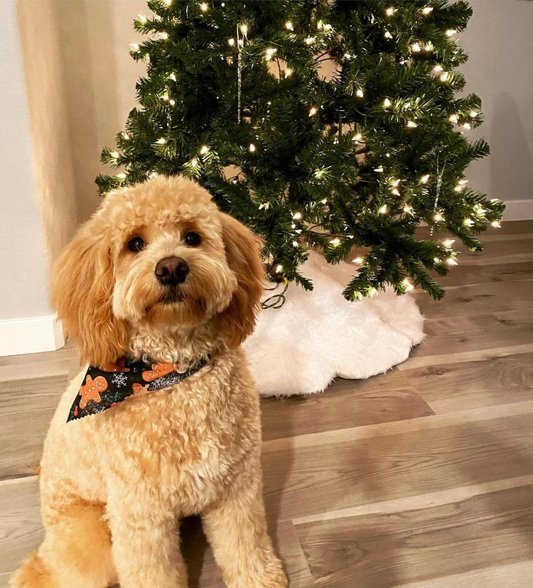 Wine Country Goldendoodles