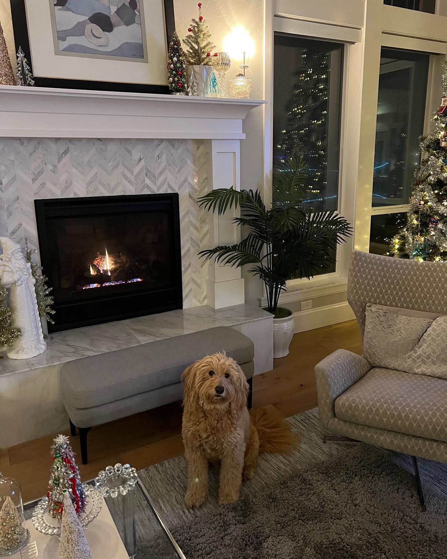 holidays are here &amp; filled with our favorite things!🎄❤️🍗 #WCGD
#winecountrygoldendoodles