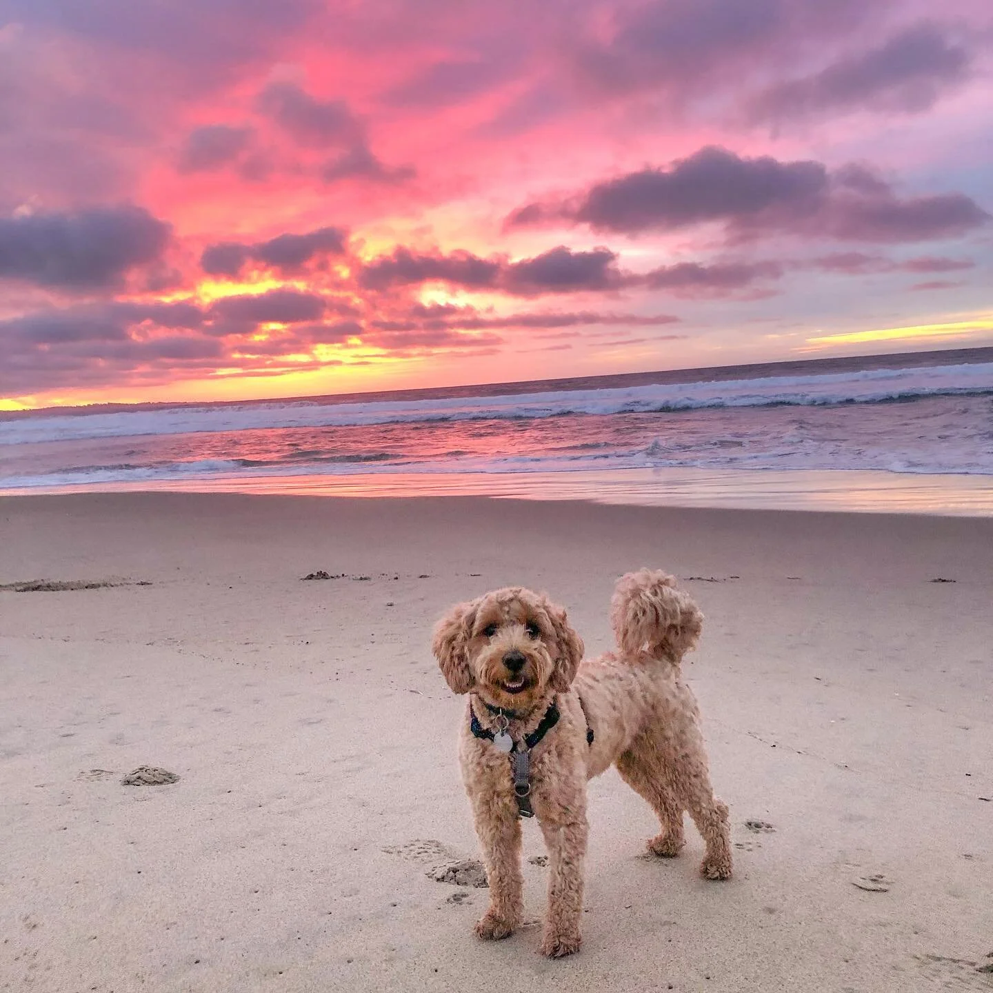 Wine Country Goldendoodles