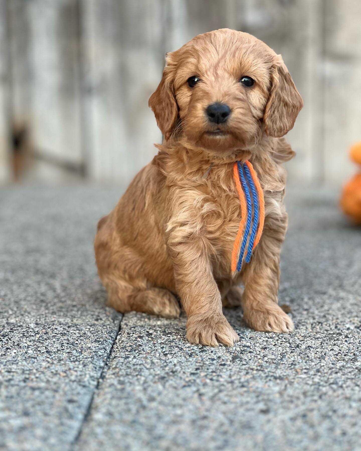in need of puppy love? 
we got you covered 👌💗
F1 Mini Goldendoodles available this summer ☀️
#winecountrygoldendoodles #WCGD #goldendoodlesofinstagram