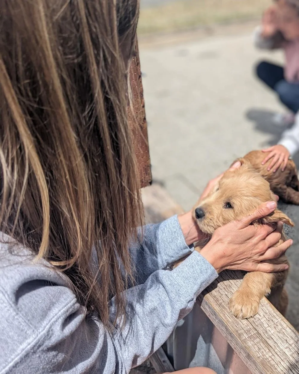 Wine Country Goldendoodles