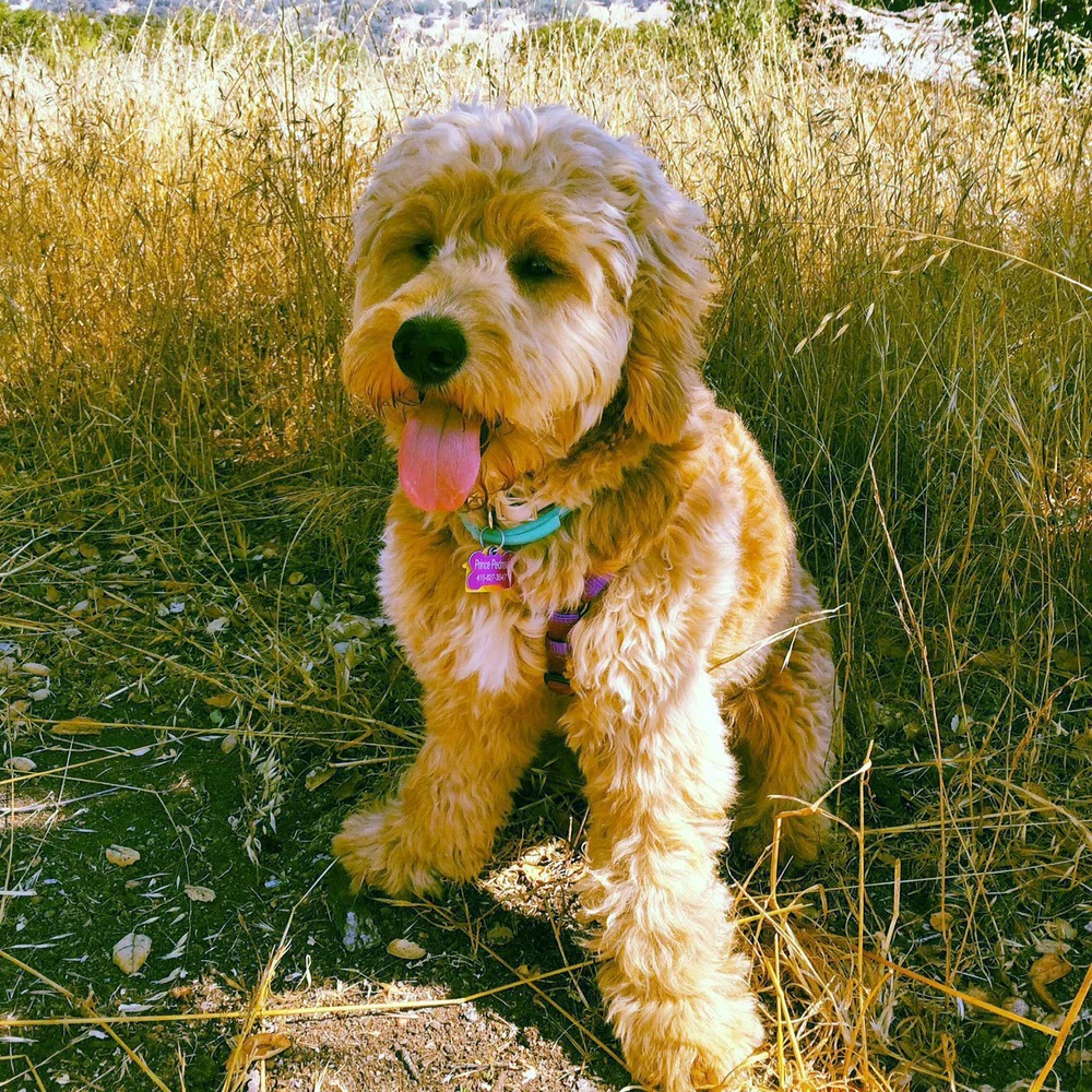 Pictures of our Goldendoodles — Wine Country Goldendoodles