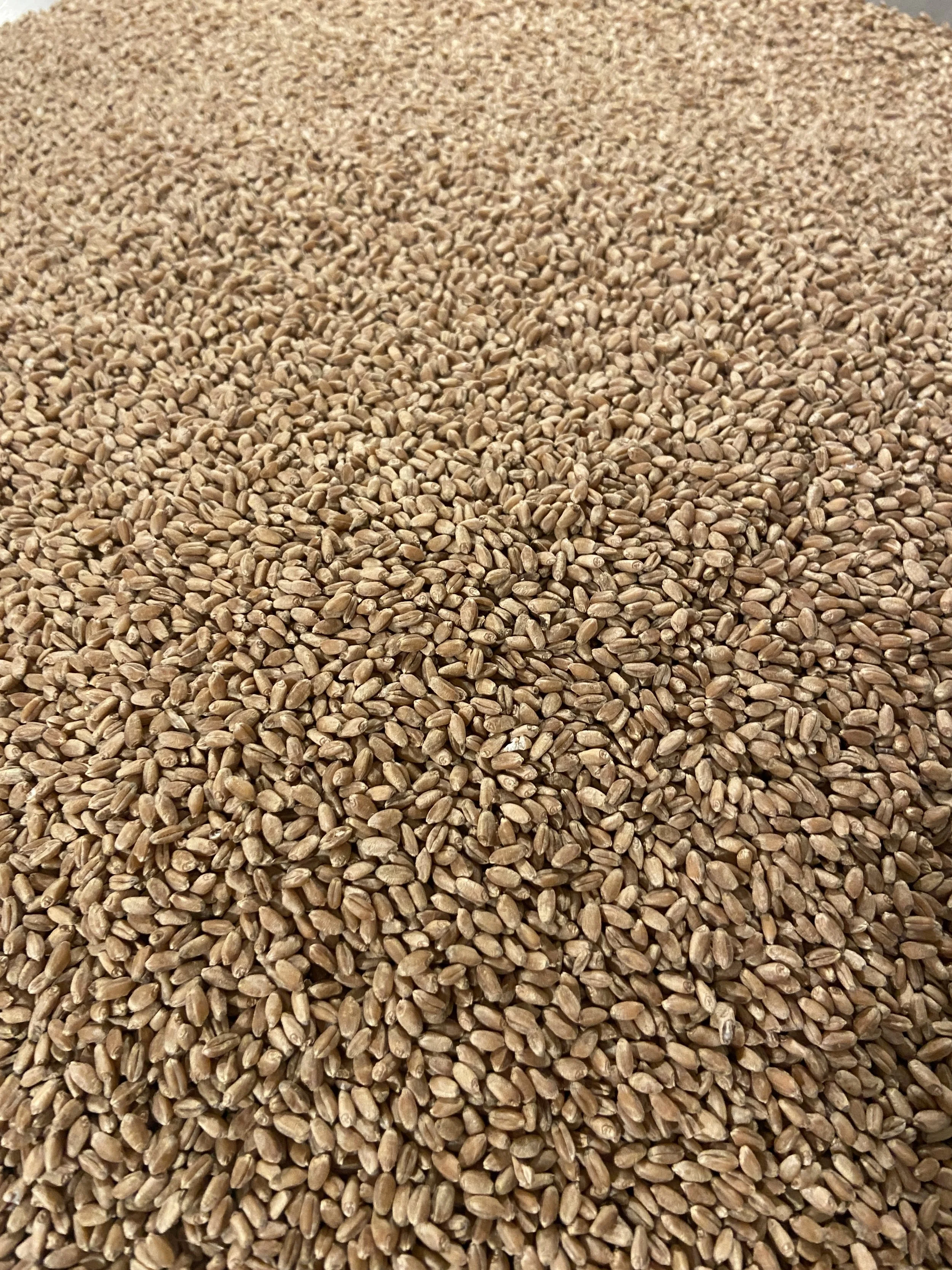 Hard Red Wheat Berries