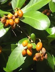 Corynocarpus laevigatus fruit.jpg