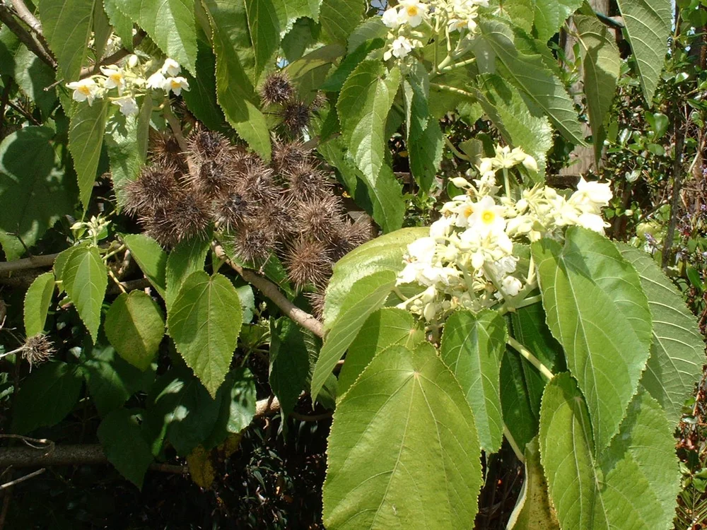 Melicytus ramiflorus (Mahoe) — Naturally Native New Zealand Plants ...