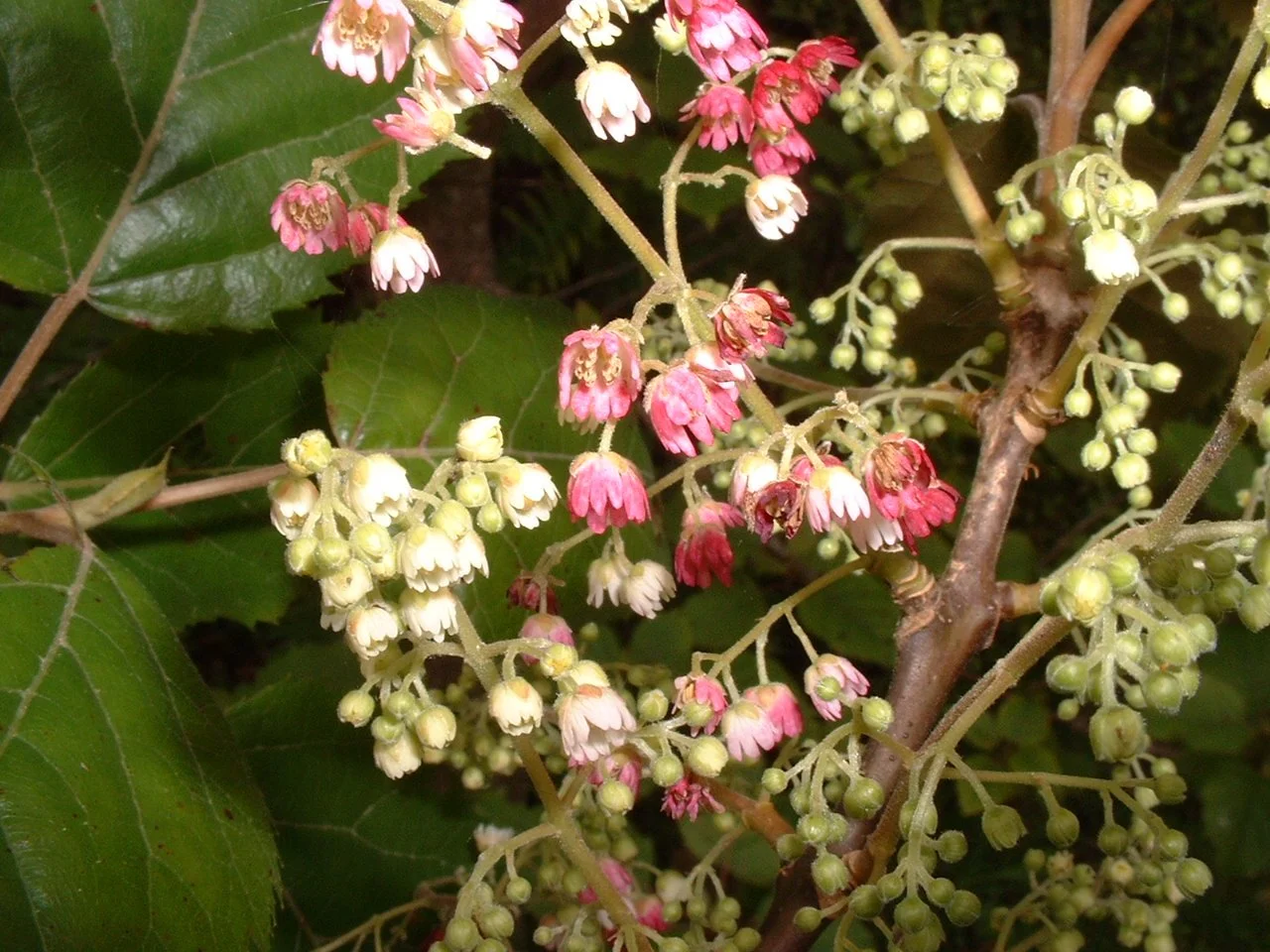 Pittosporum crassifolium (Karo) — Naturally Native New Zealand Plants ...