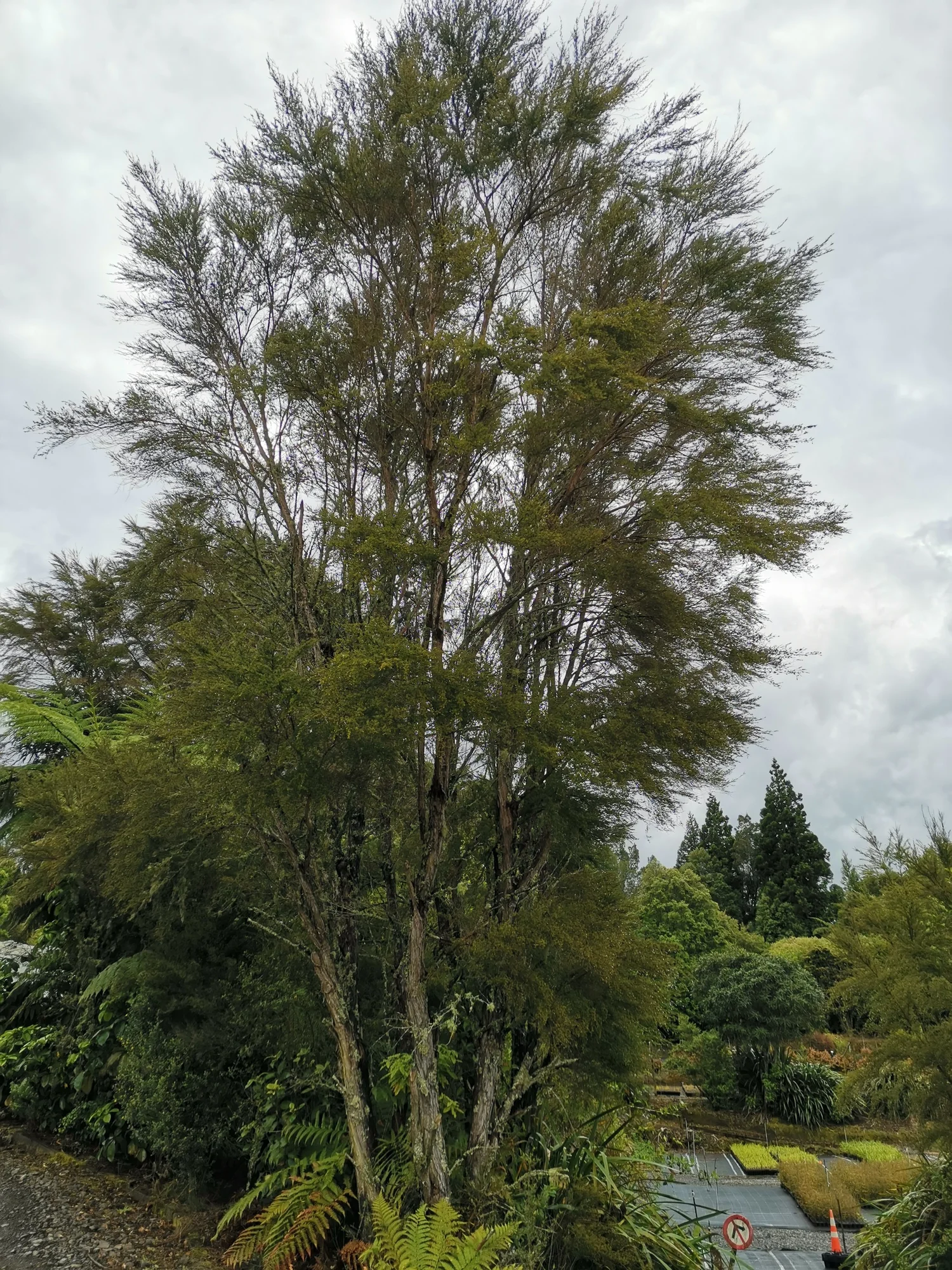Meryta sinclairii (Puka) — Naturally Native New Zealand Plants (2013) Ltd