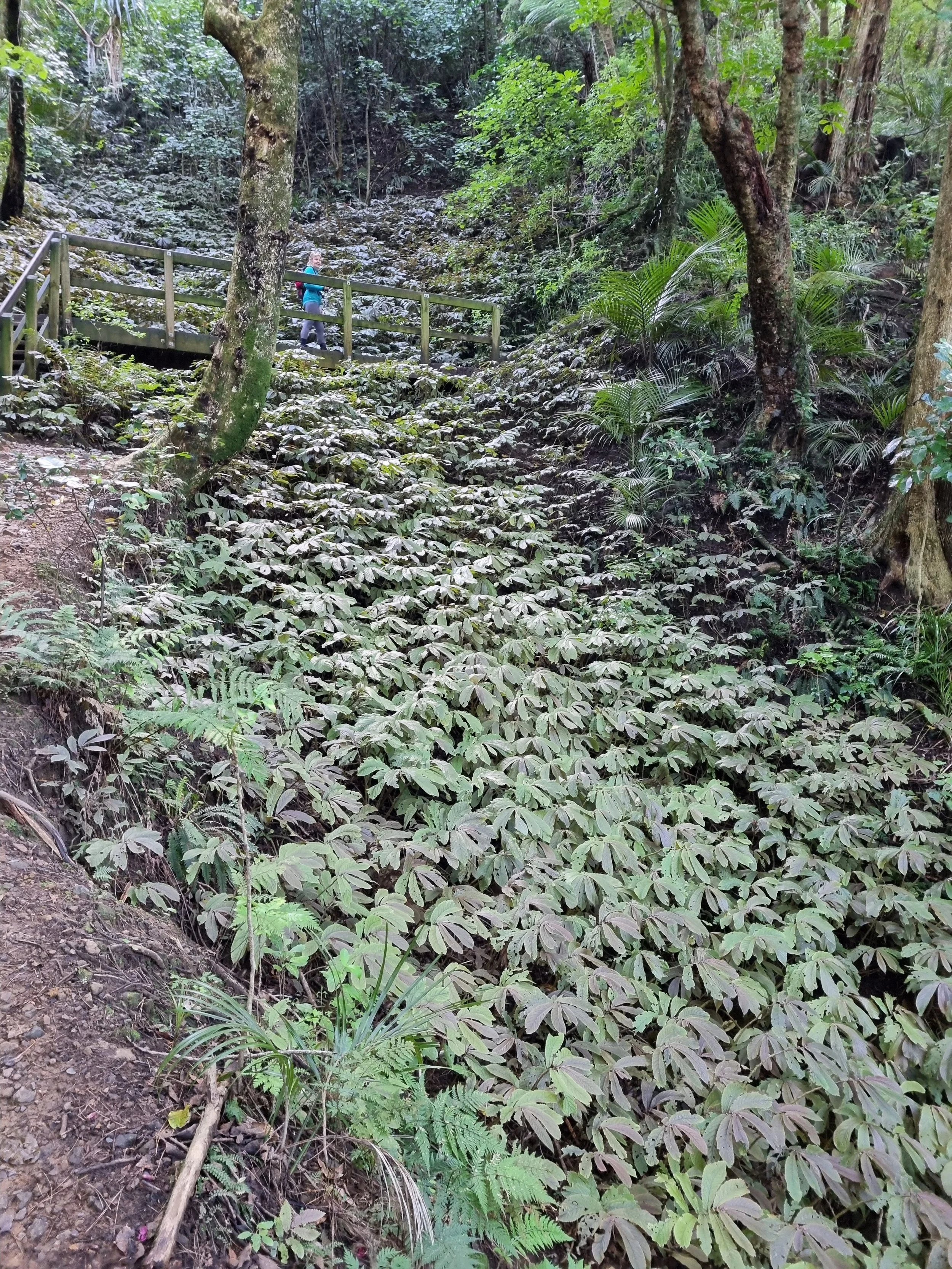 Elatostema rugosum (Parathaniwha/NZ Begonia)