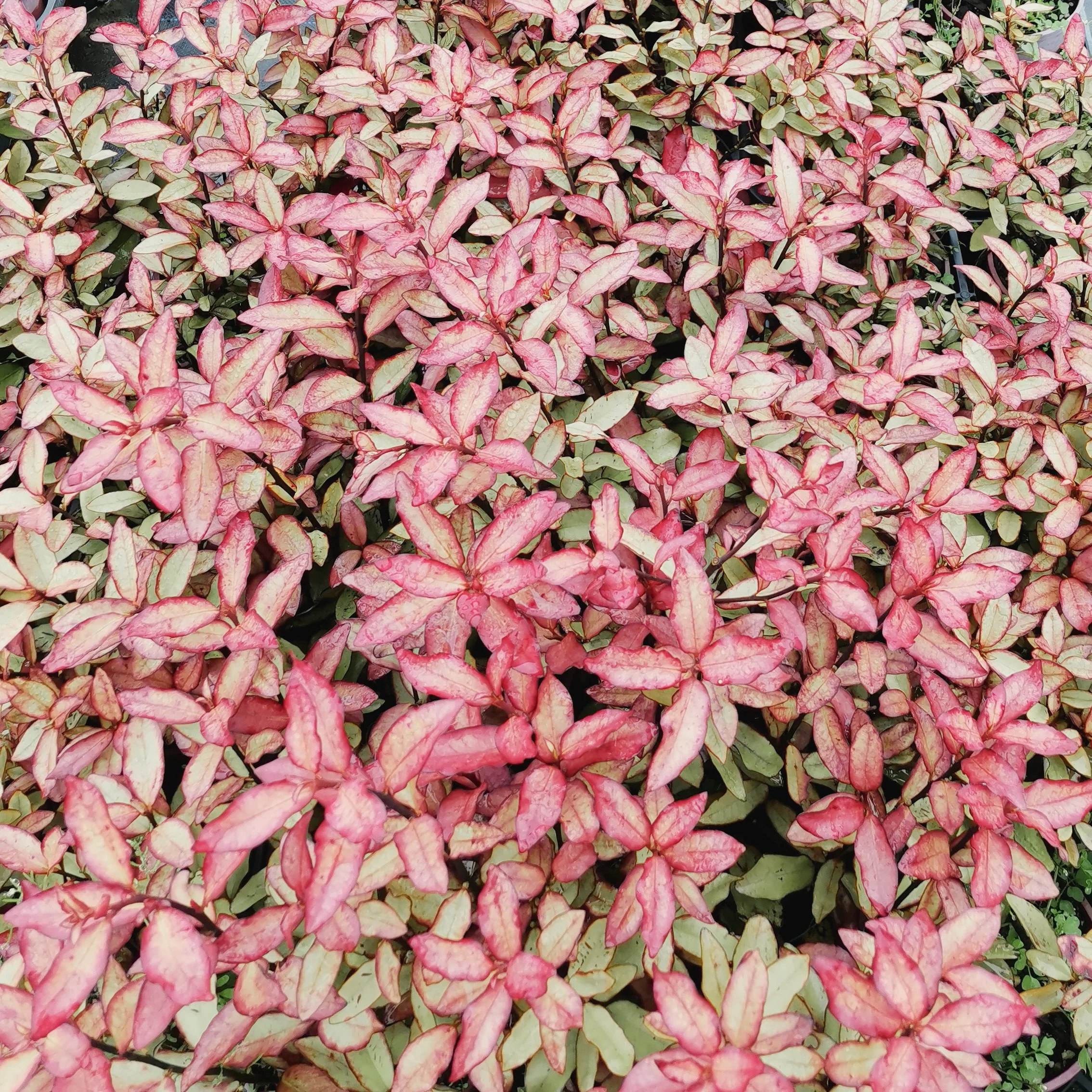 Pseudowintera 'Red Glow' — Naturally Native New Zealand Plants (2013) Ltd