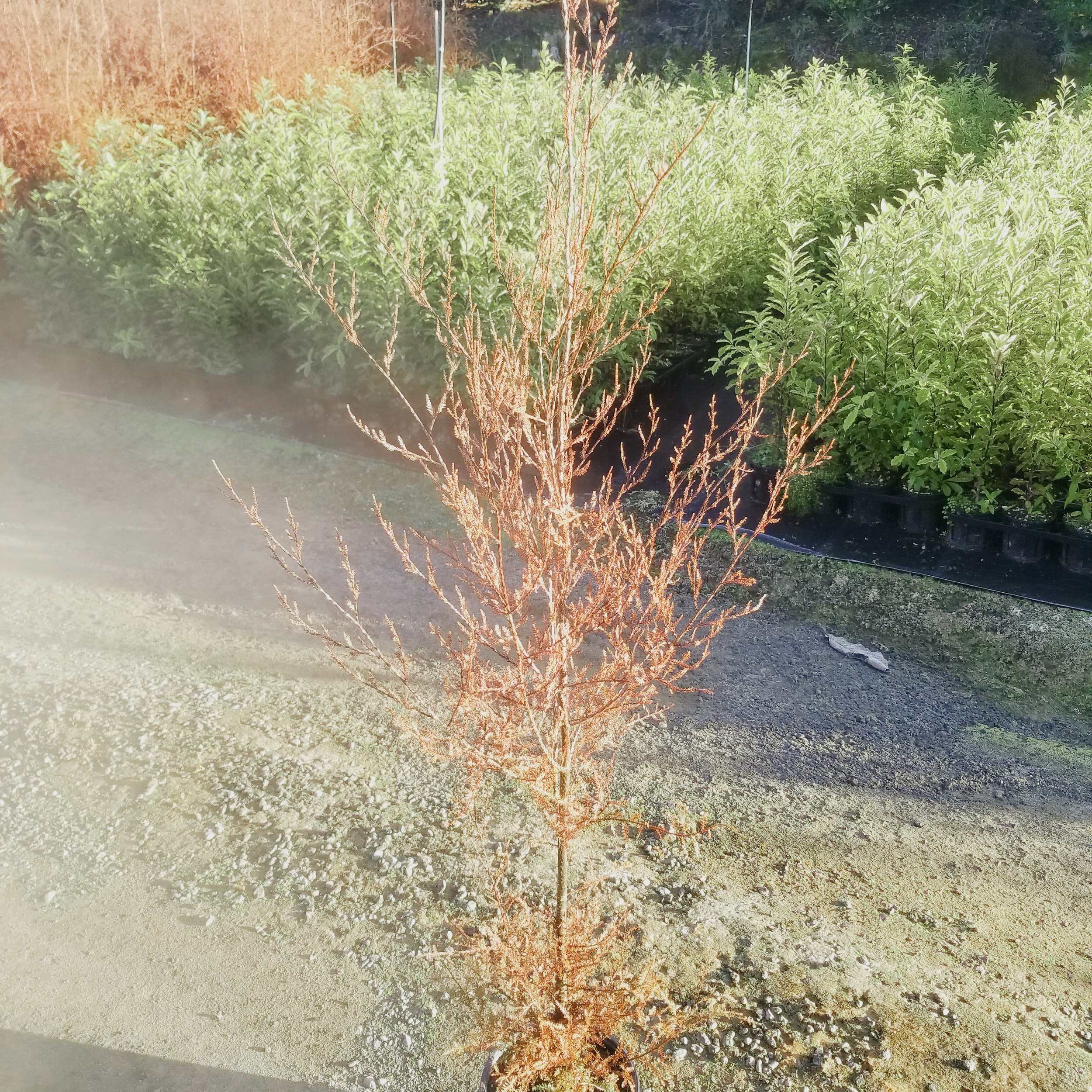 Dacrycarpus dacrydioides ( Kaihikatea )