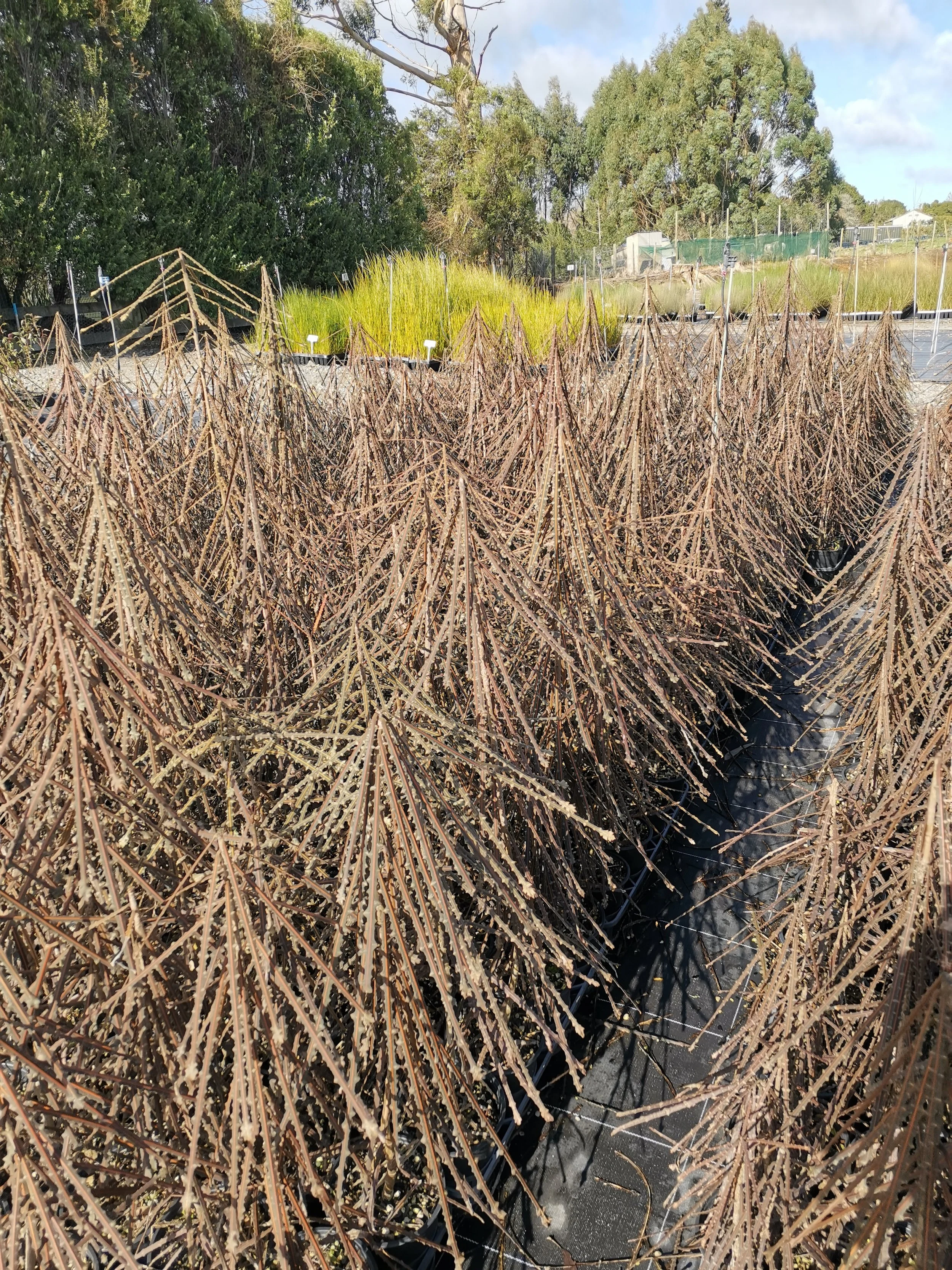 Pseudopanax ferox