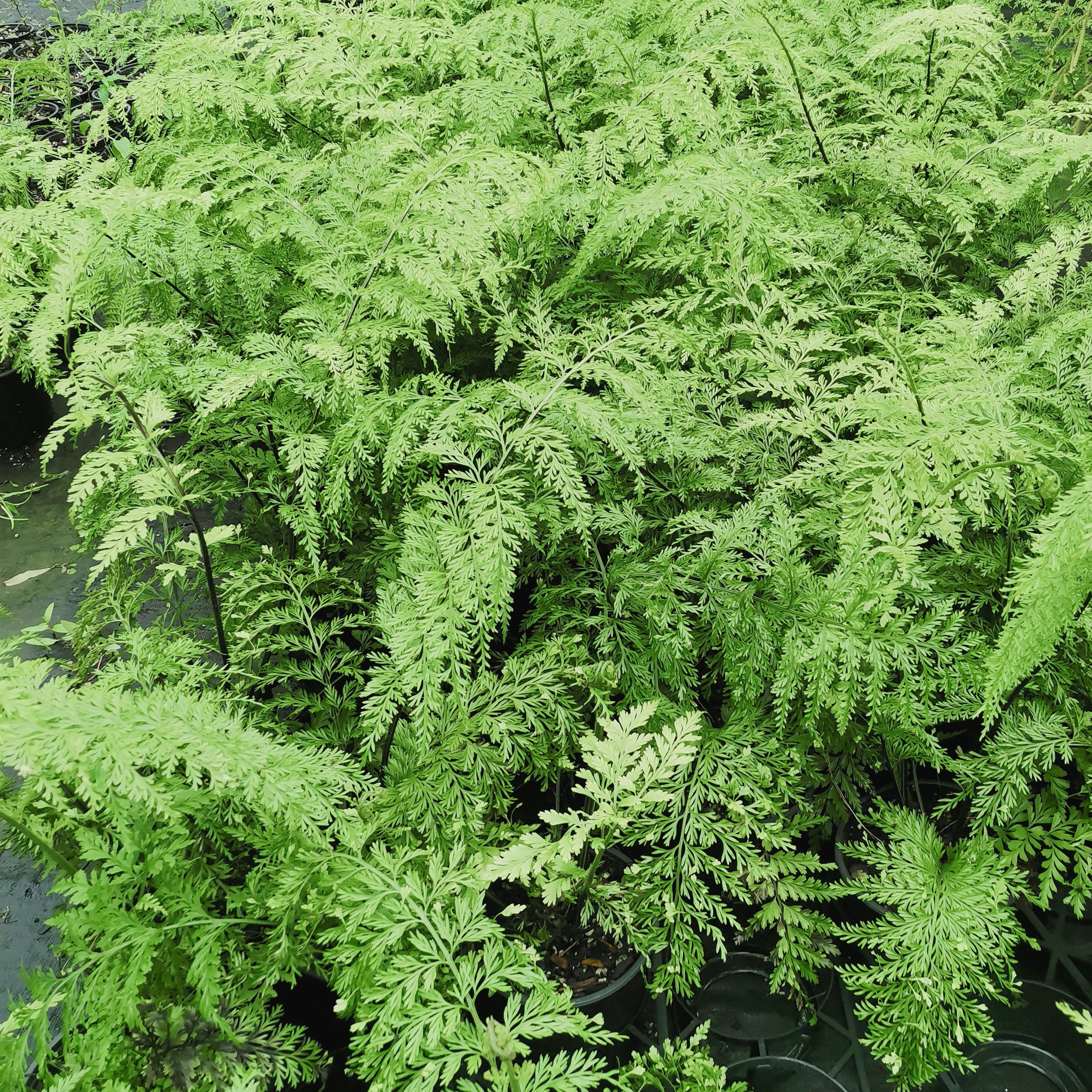 Asplenium bulbiferum.jpg