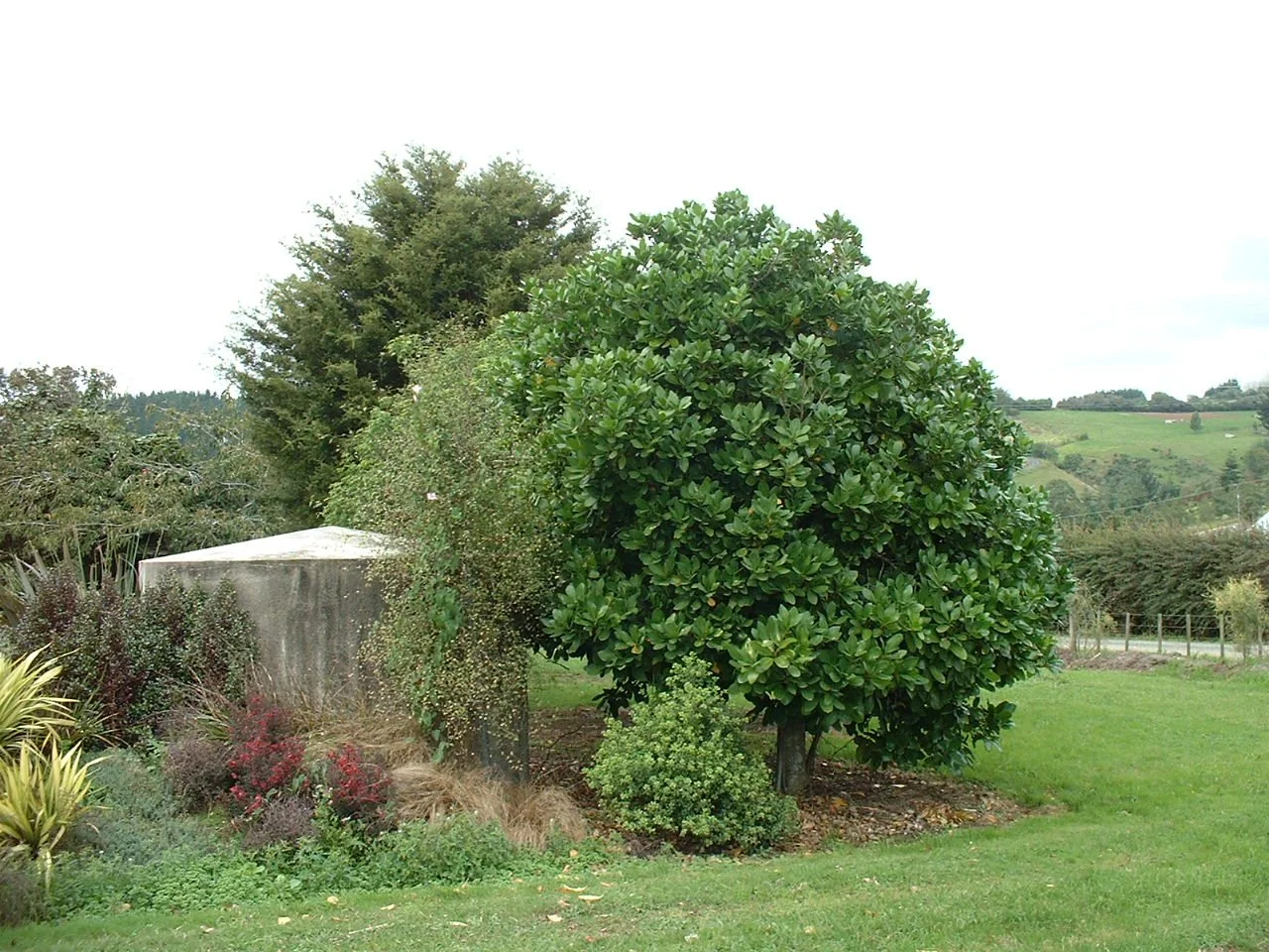Corynocarpus - young tree.jpg