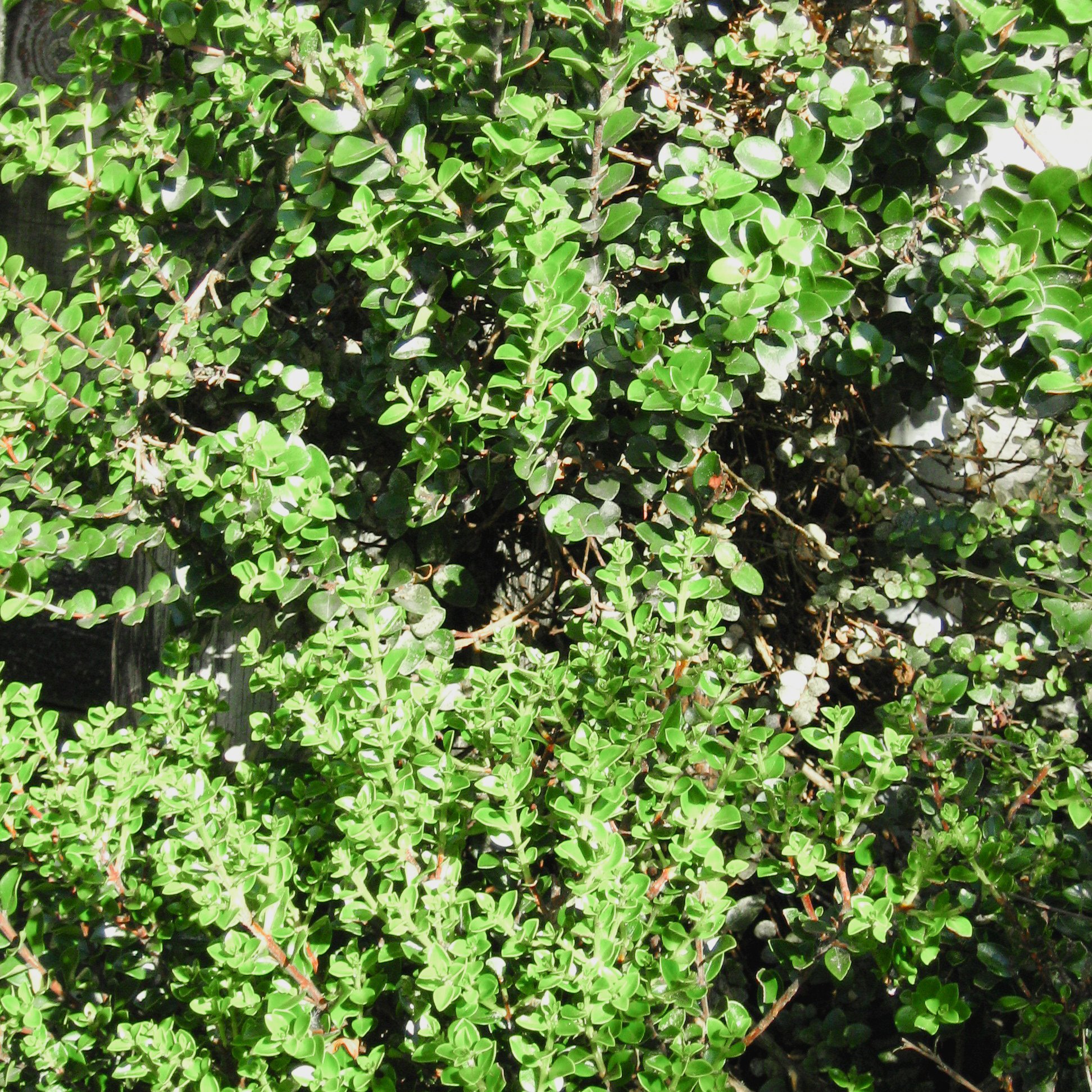 Metrosideros carminea.jpg