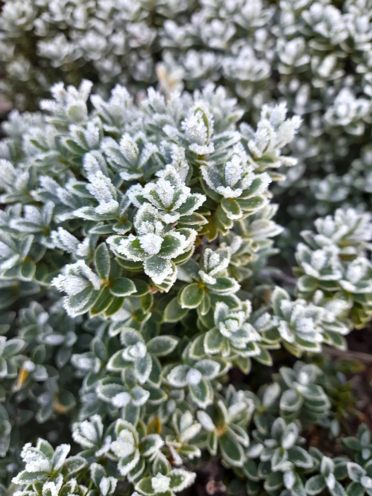 FROST ON VERTOP 3.jpg