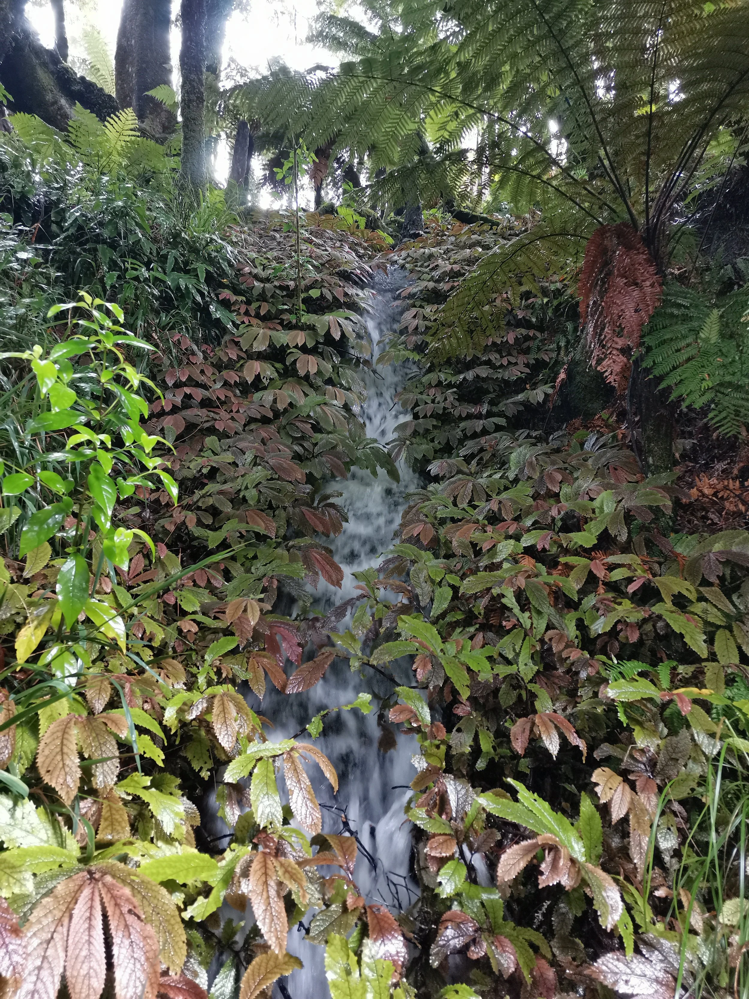 Elatostema rugosum (Parathaniwha/NZ Begonia)