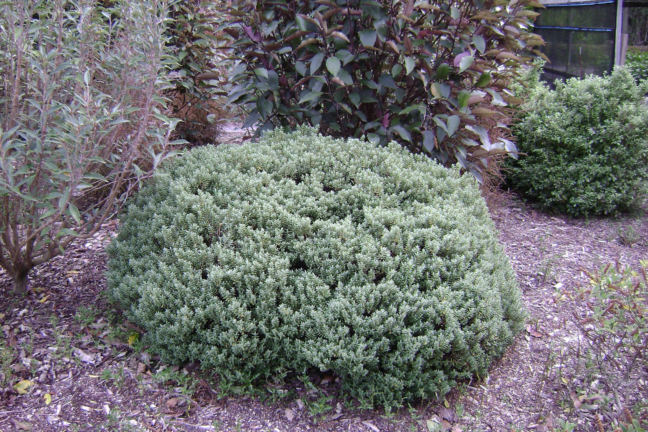 Hebe topiaria in garden.JPG