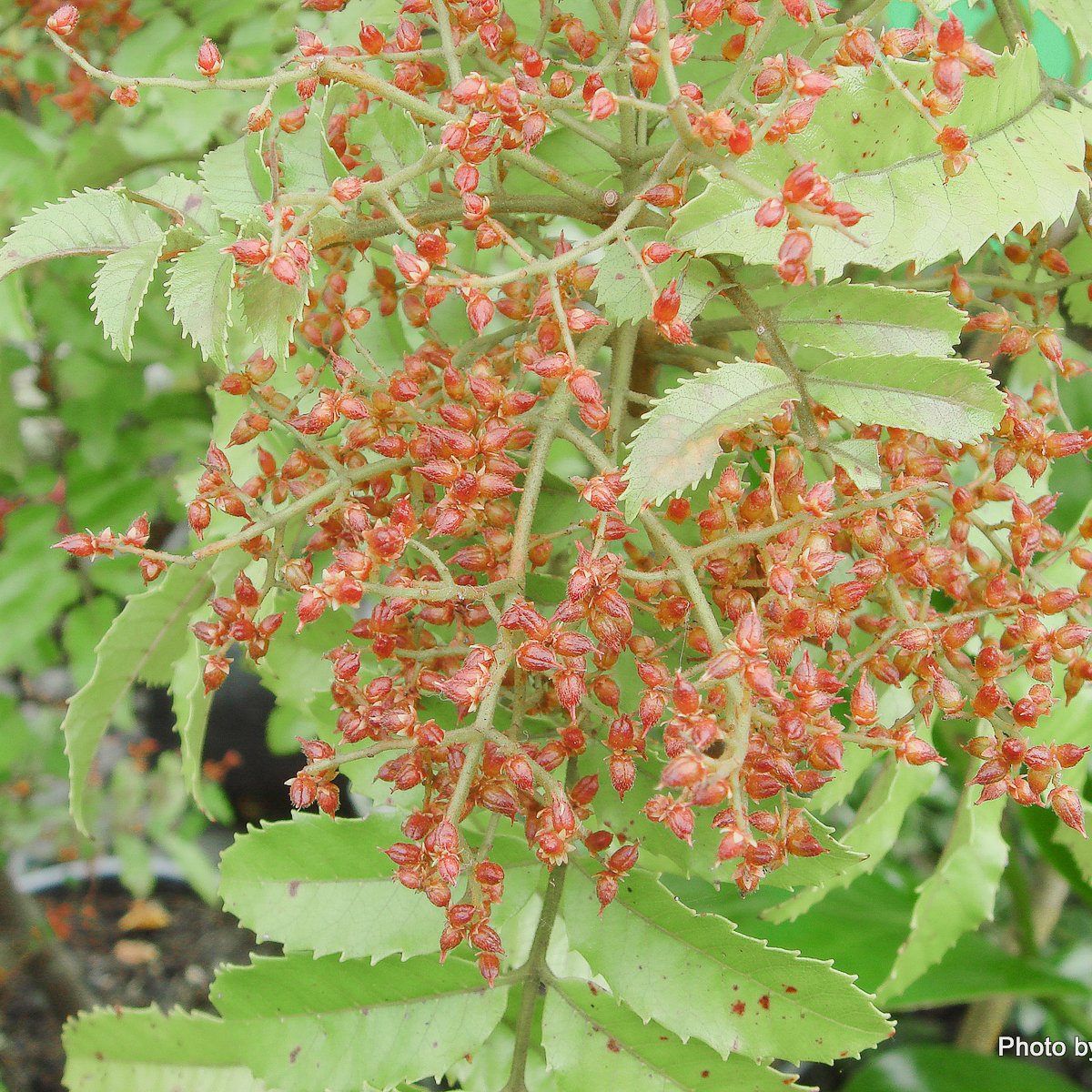 Caldcluvia budding.jpg