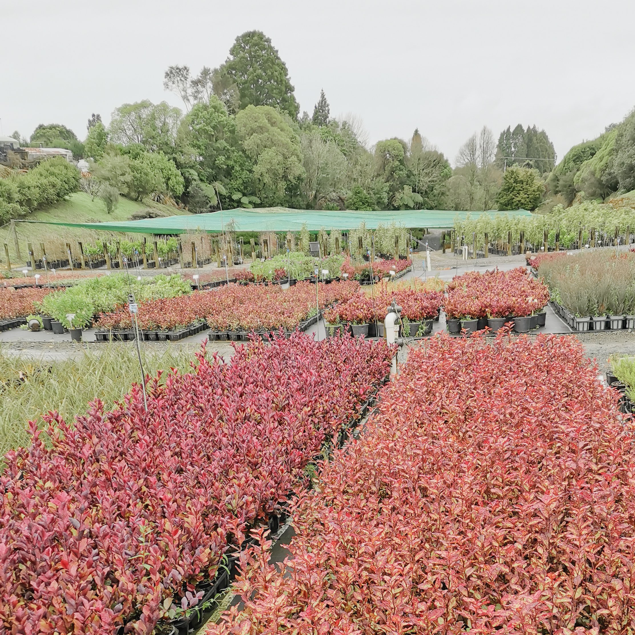 Psuedowintera colour in the Nursery.jpg